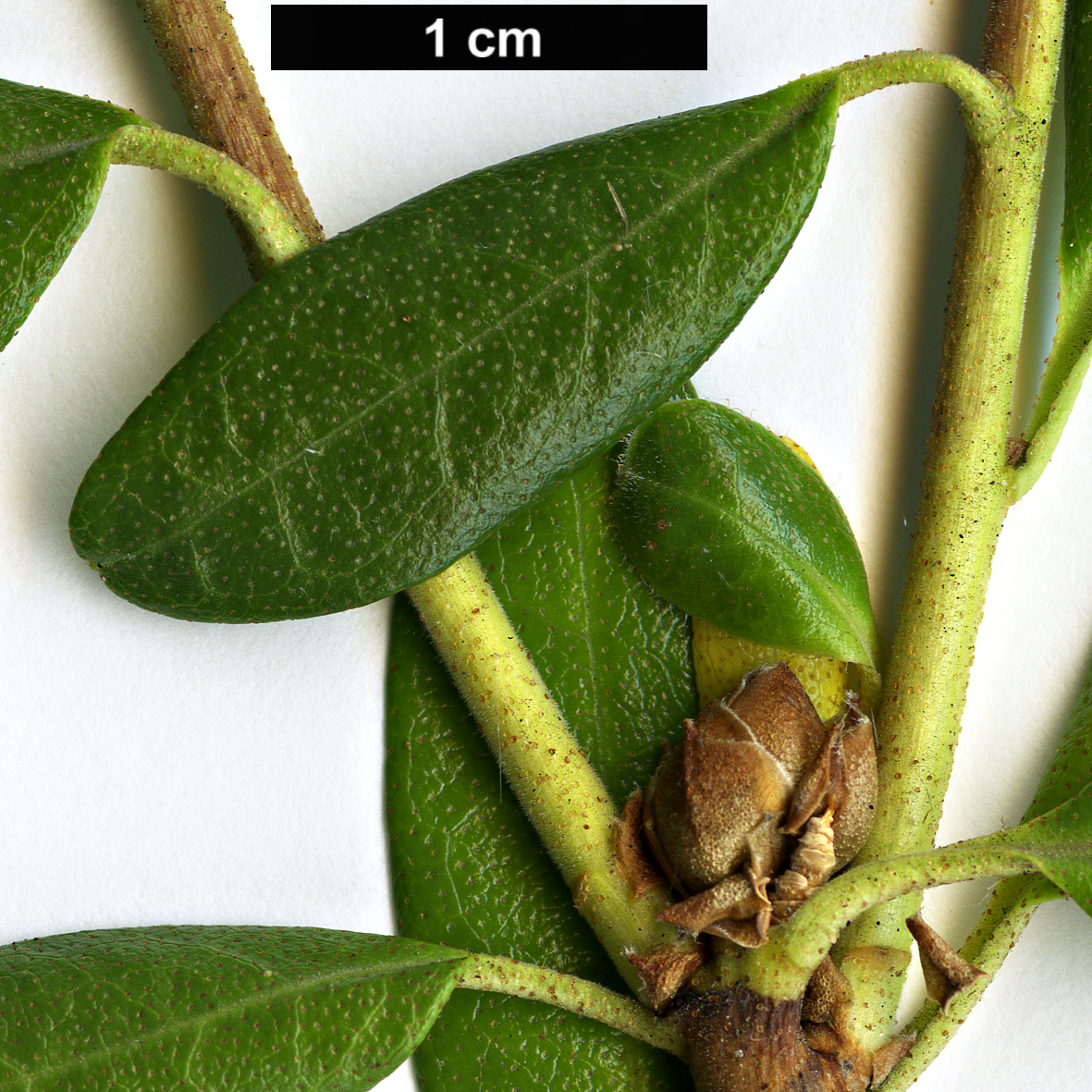 High resolution image: Family: Ericaceae - Genus: Rhododendron - Taxon: dauricum High resolution image: Family: Ericaceae - Genus: Rhododendron - Taxon: dauricum