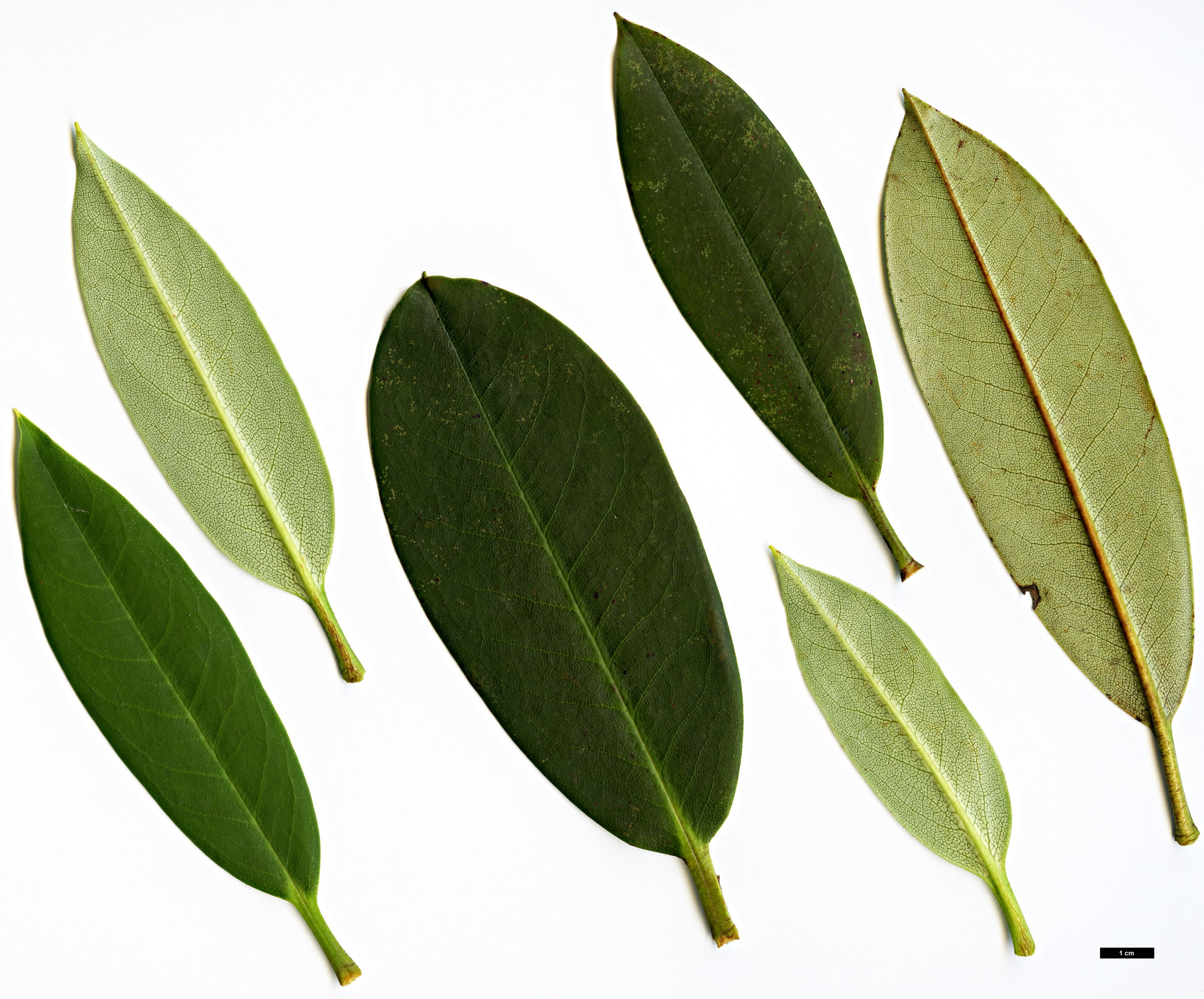 High resolution image: Family: Ericaceae - Genus: Rhododendron - Taxon: davidii High resolution image: Family: Ericaceae - Genus: Rhododendron - Taxon: davidii