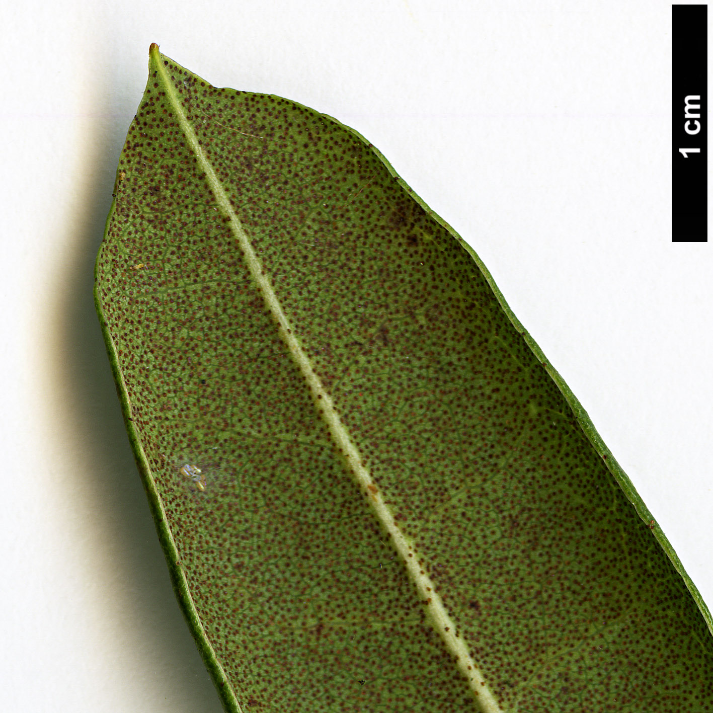 High resolution image: Family: Ericaceae - Genus: Rhododendron - Taxon: davidsonianum High resolution image: Family: Ericaceae - Genus: Rhododendron - Taxon: davidsonianum
