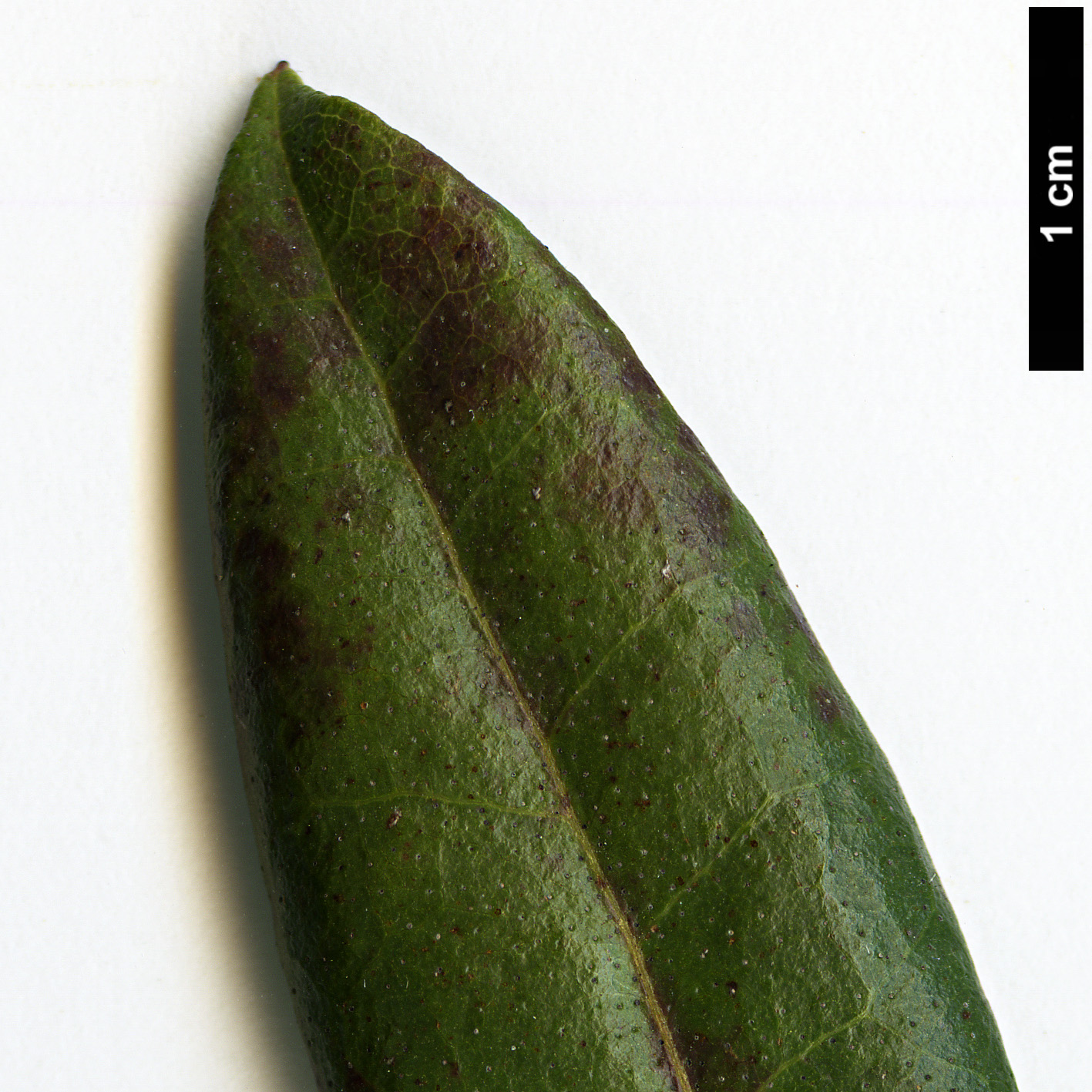 High resolution image: Family: Ericaceae - Genus: Rhododendron - Taxon: davidsonianum High resolution image: Family: Ericaceae - Genus: Rhododendron - Taxon: davidsonianum