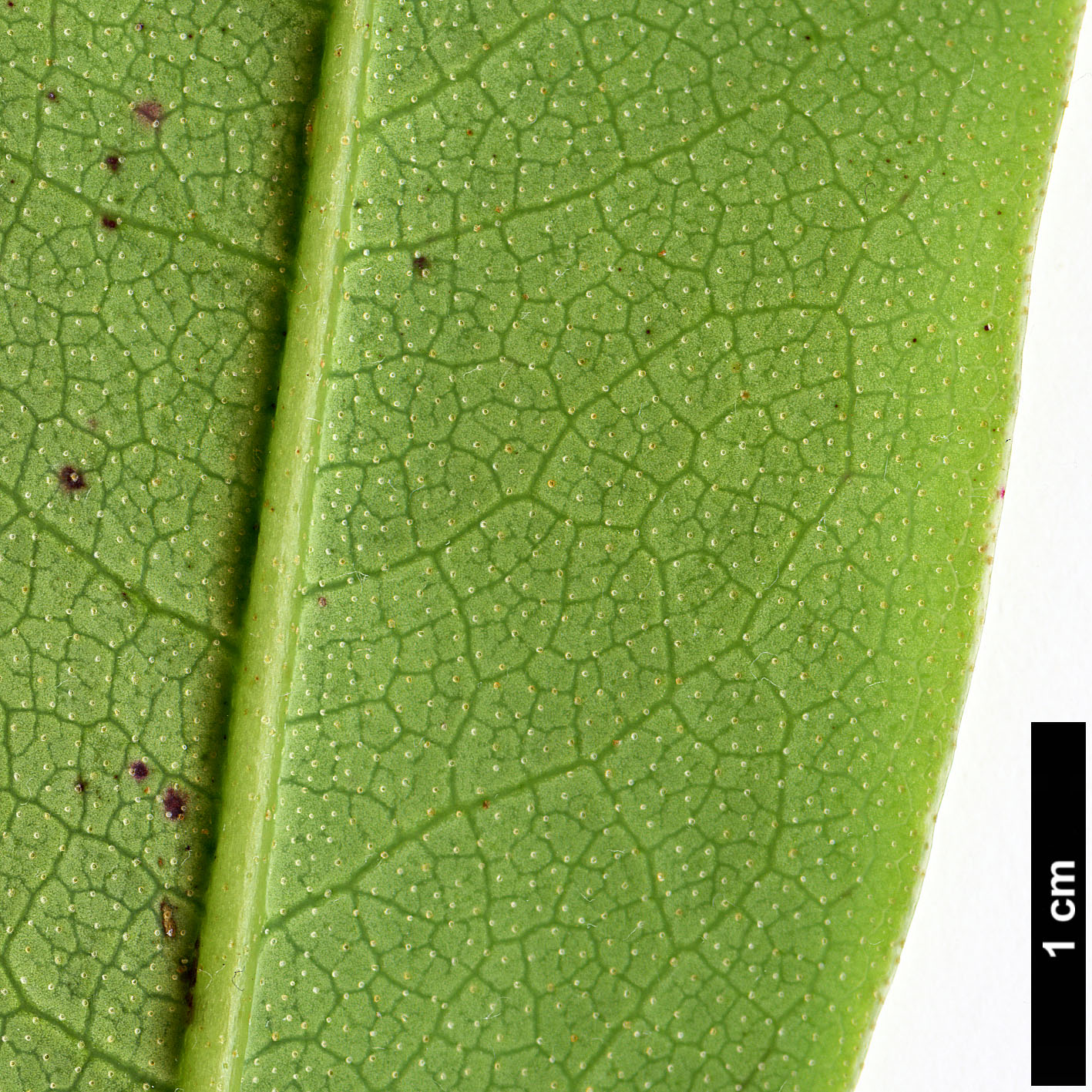 High resolution image: Family: Ericaceae - Genus: Rhododendron - Taxon: dendricola