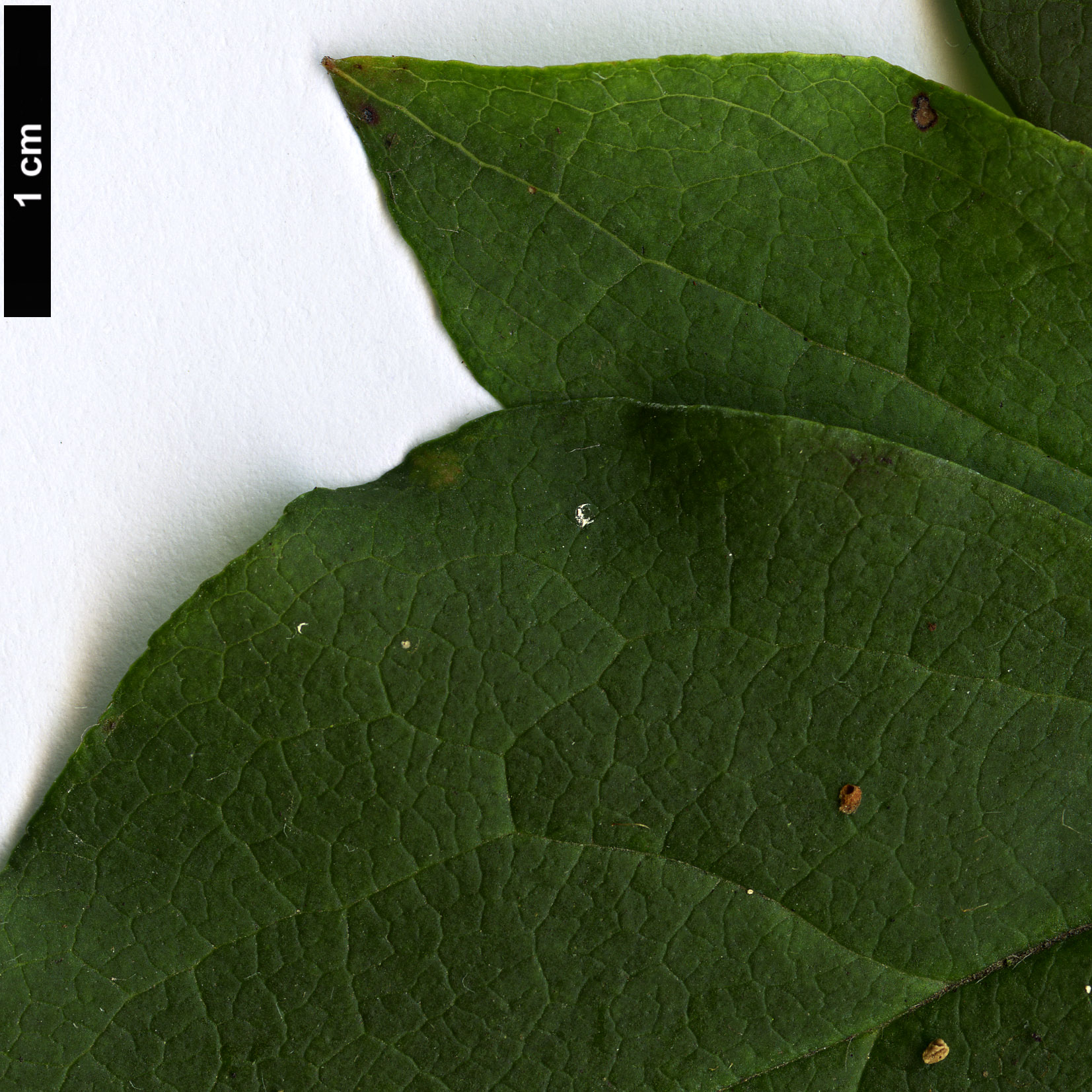 High resolution image: Family: Ericaceae - Genus: Rhododendron - Taxon: dilatatum