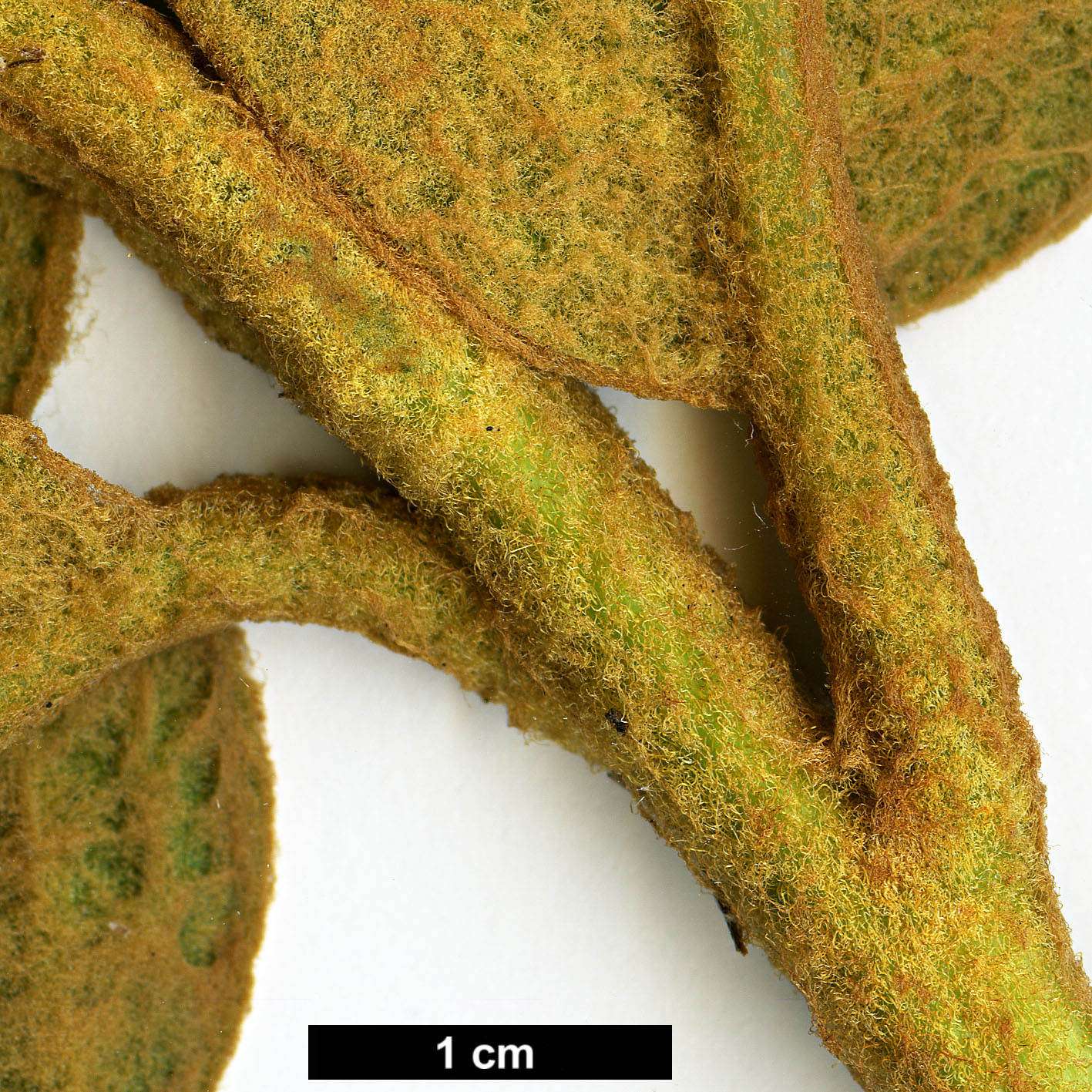 High resolution image: Family: Ericaceae - Genus: Rhododendron - Taxon: edgeworthii