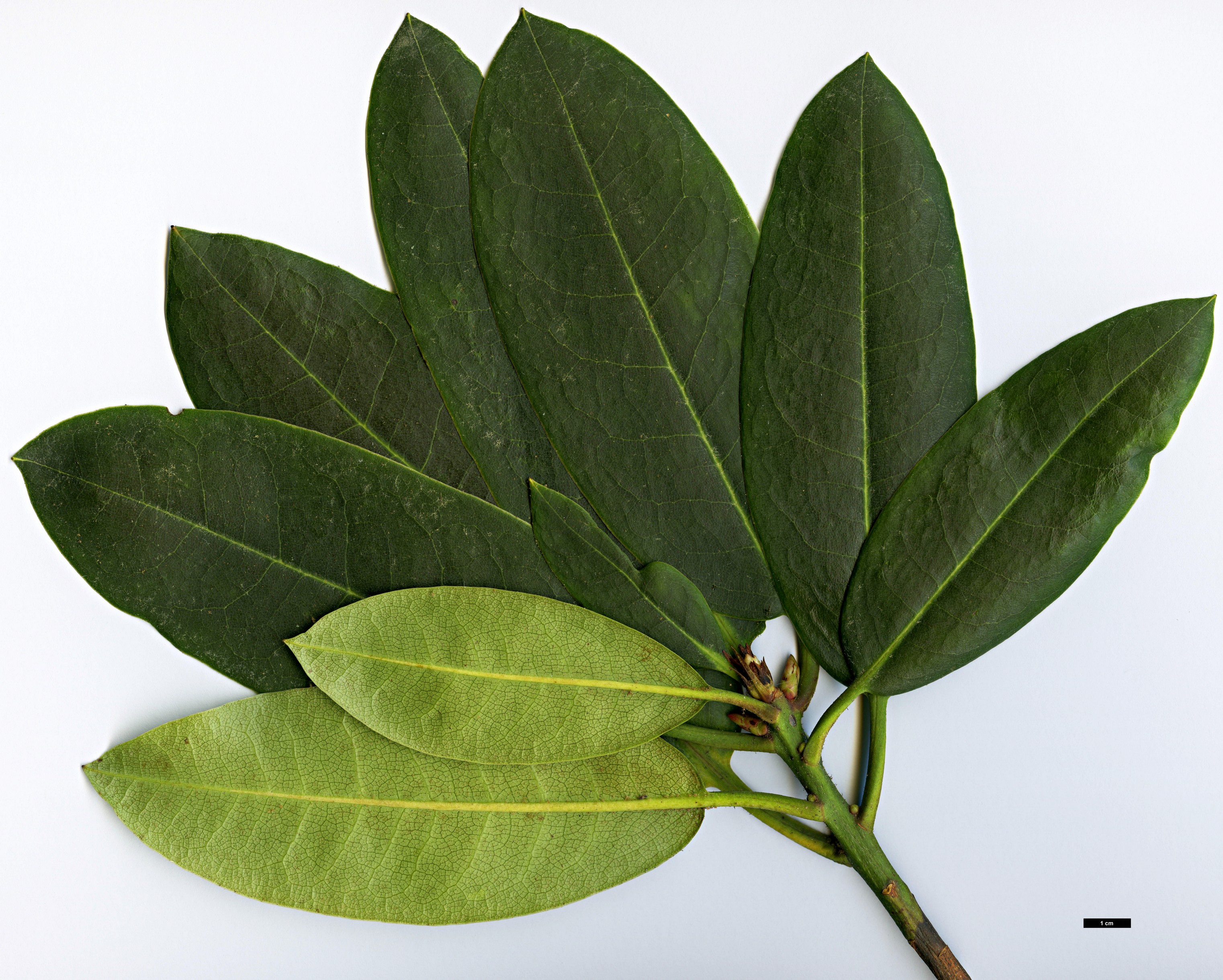 High resolution image: Family: Ericaceae - Genus: Rhododendron - Taxon: elliottii High resolution image: Family: Ericaceae - Genus: Rhododendron - Taxon: elliottii