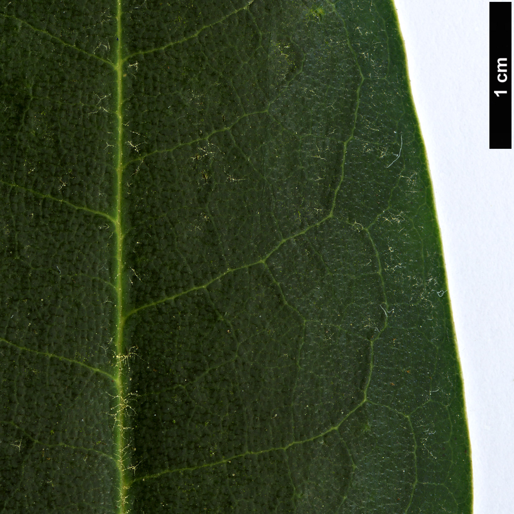 High resolution image: Family: Ericaceae - Genus: Rhododendron - Taxon: elliottii High resolution image: Family: Ericaceae - Genus: Rhododendron - Taxon: elliottii