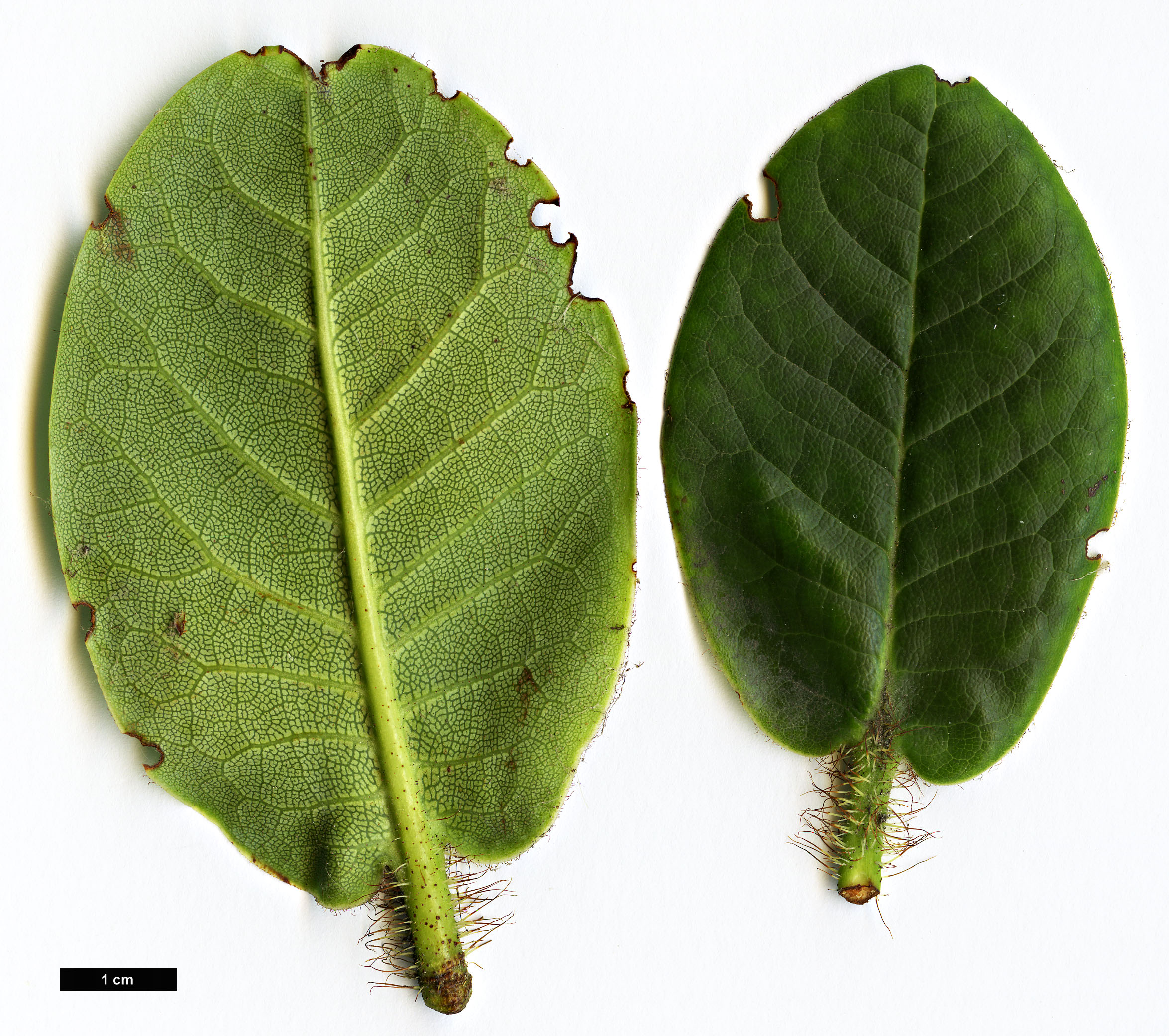 High resolution image: Family: Ericaceae - Genus: Rhododendron - Taxon: exasperatum