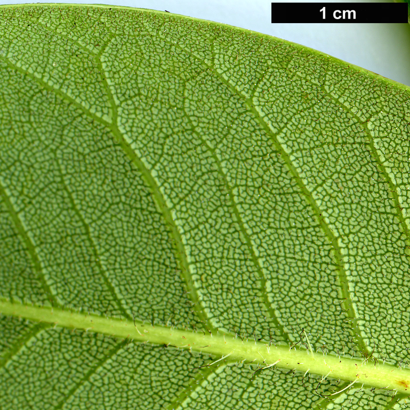 High resolution image: Family: Ericaceae - Genus: Rhododendron - Taxon: exasperatum