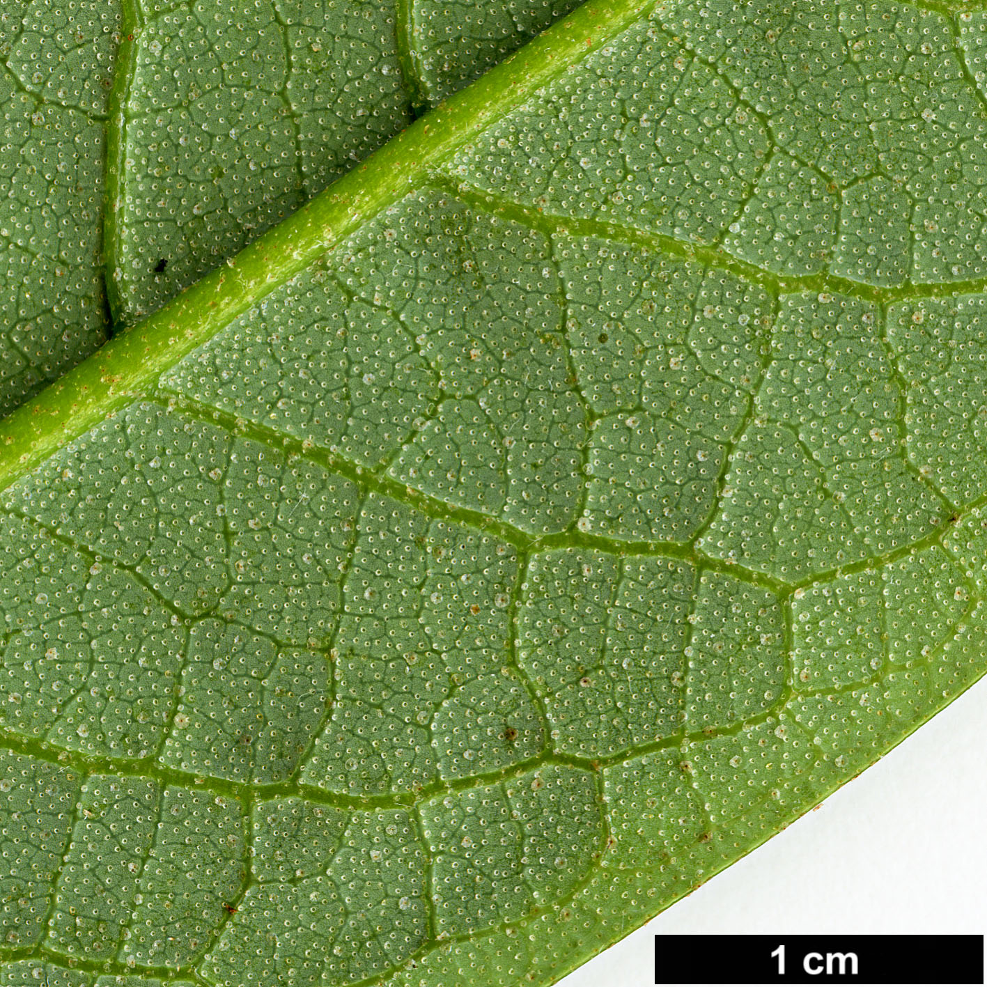 High resolution image: Family: Ericaceae - Genus: Rhododendron - Taxon: excellens High resolution image: Family: Ericaceae - Genus: Rhododendron - Taxon: excellens