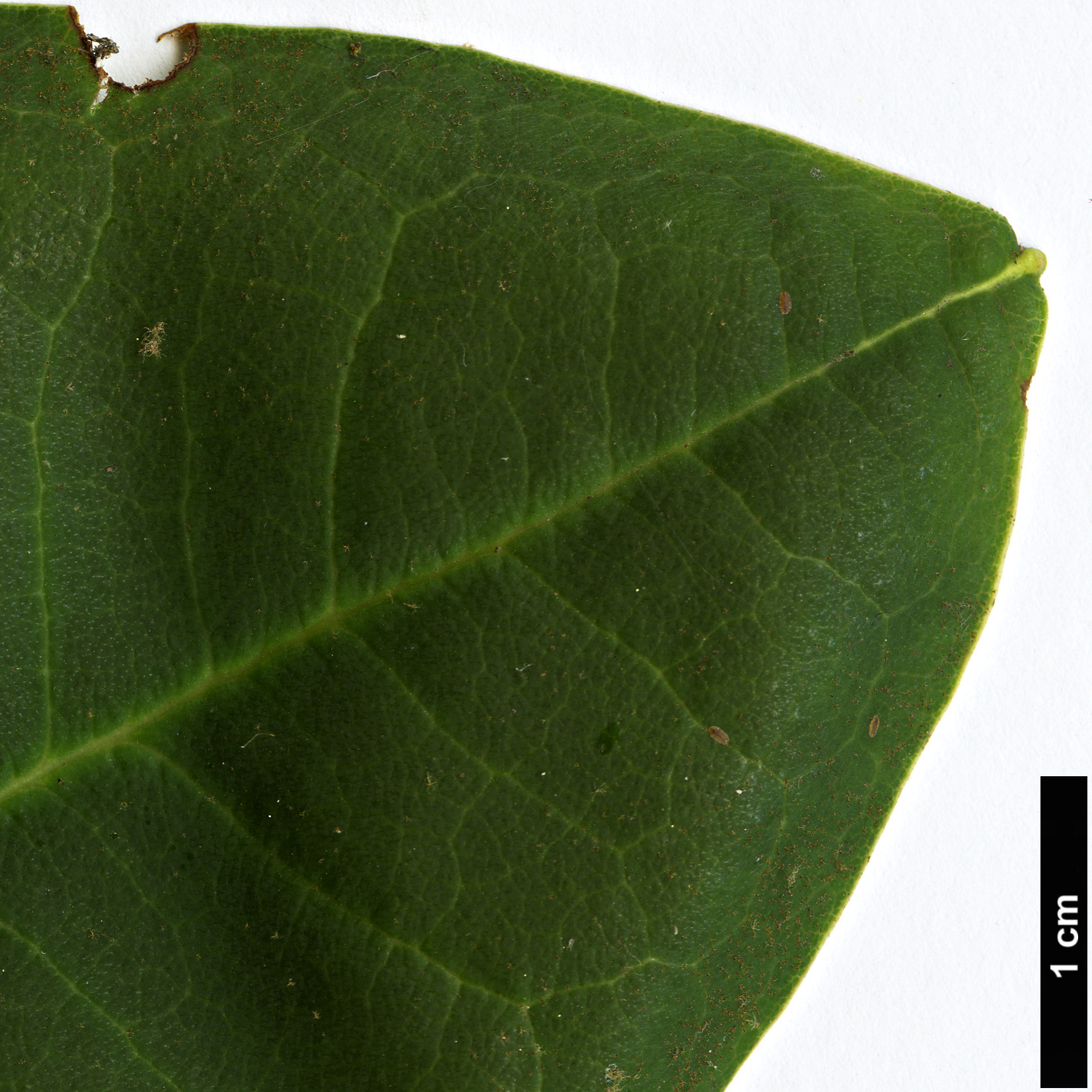 High resolution image: Family: Ericaceae - Genus: Rhododendron - Taxon: facetum