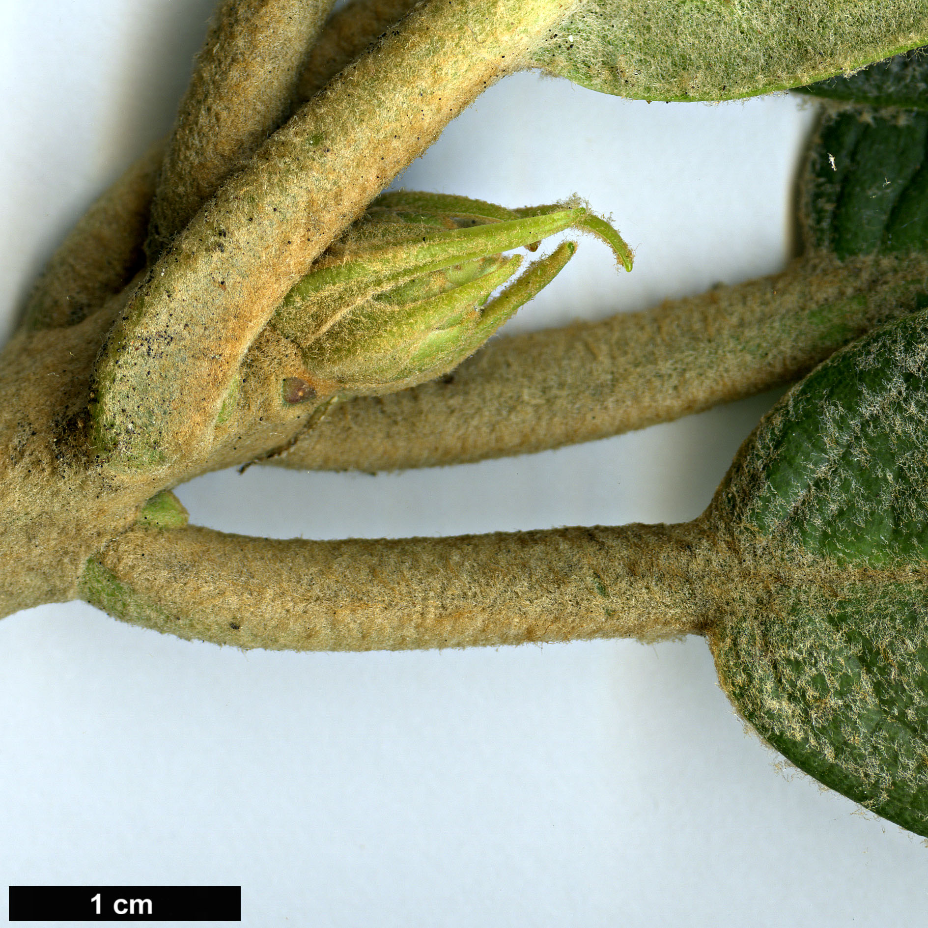High resolution image: Family: Ericaceae - Genus: Rhododendron - Taxon: fansipanensis