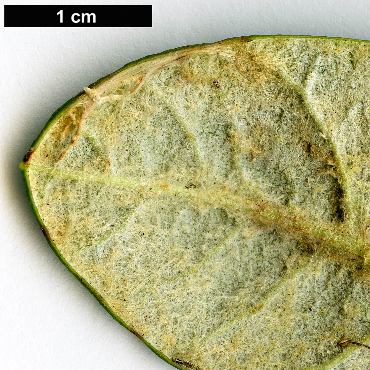 High resolution image: Family: Ericaceae - Genus: Rhododendron - Taxon: farinosum