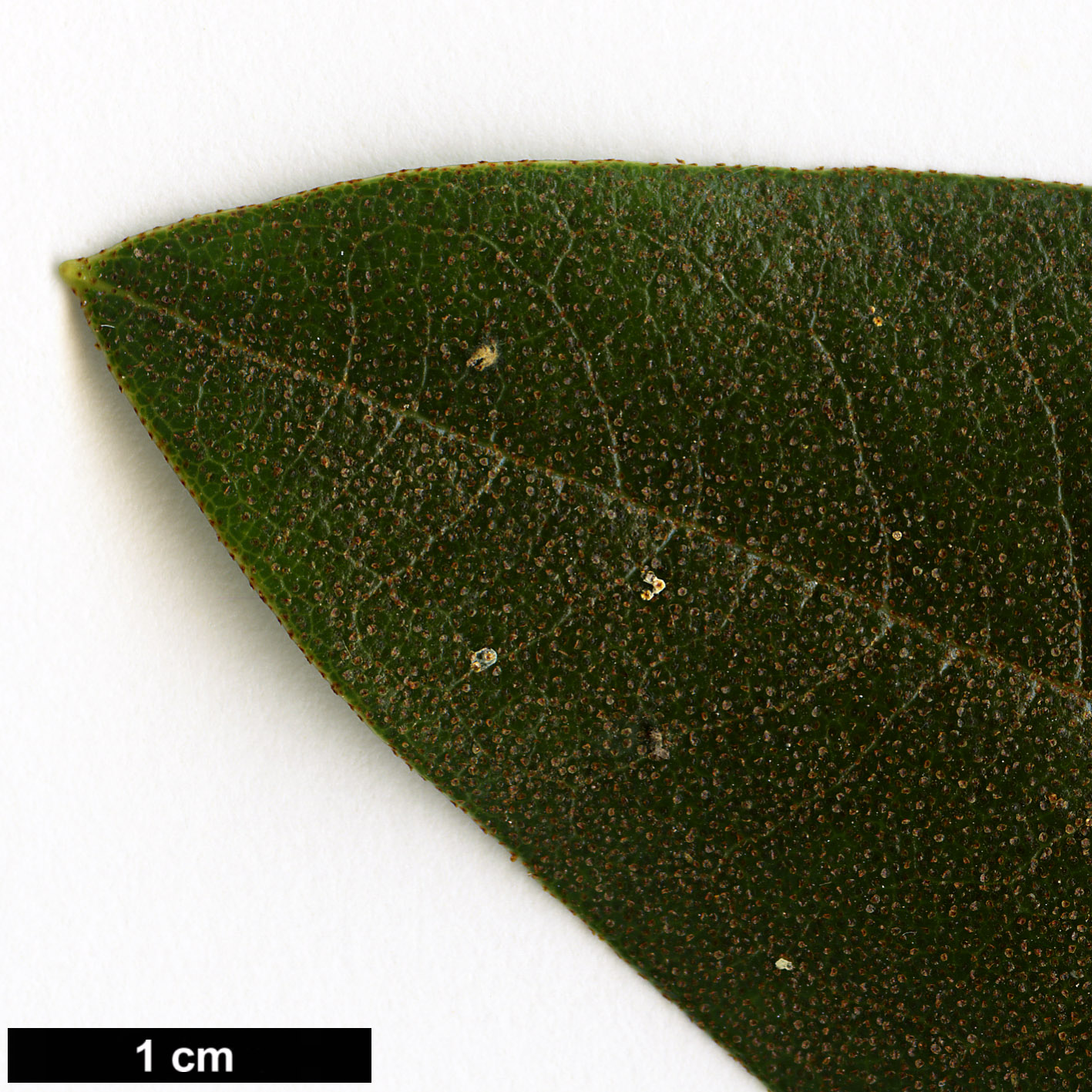 High resolution image: Family: Ericaceae - Genus: Rhododendron - Taxon: fleuryi