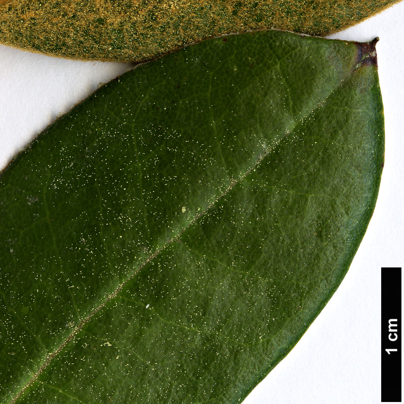 High resolution image: Family: Ericaceae - Genus: Rhododendron - Taxon: flinckii High resolution image: Family: Ericaceae - Genus: Rhododendron - Taxon: flinckii