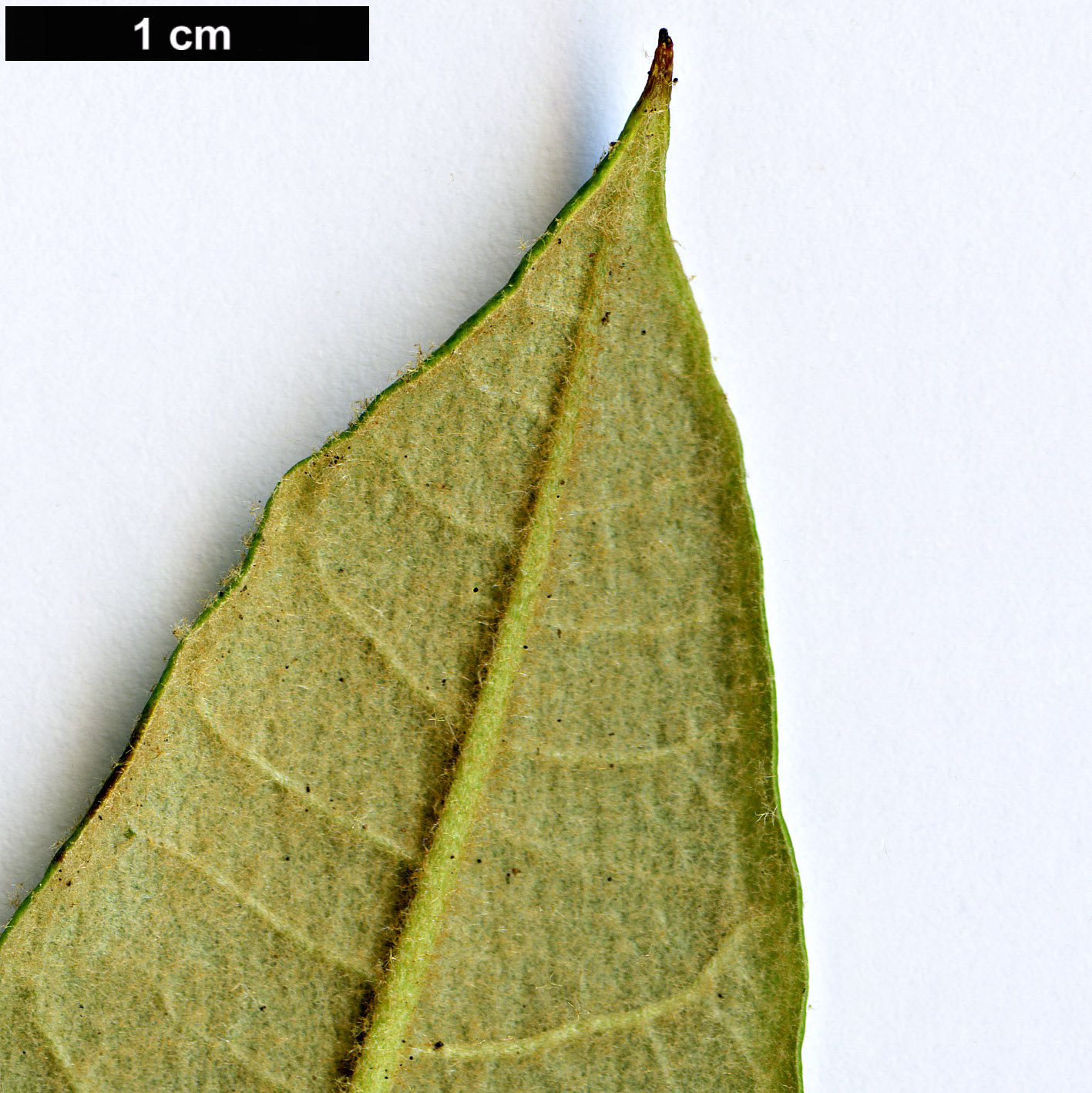 High resolution image: Family: Ericaceae - Genus: Rhododendron - Taxon: floribundum High resolution image: Family: Ericaceae - Genus: Rhododendron - Taxon: floribundum