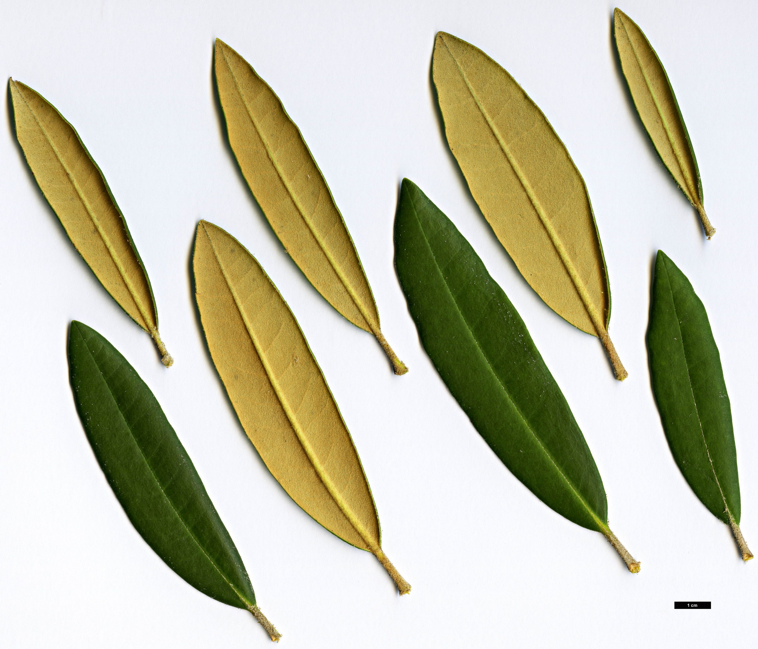 High resolution image: Family: Ericaceae - Genus: Rhododendron - Taxon: formosanum High resolution image: Family: Ericaceae - Genus: Rhododendron - Taxon: formosanum