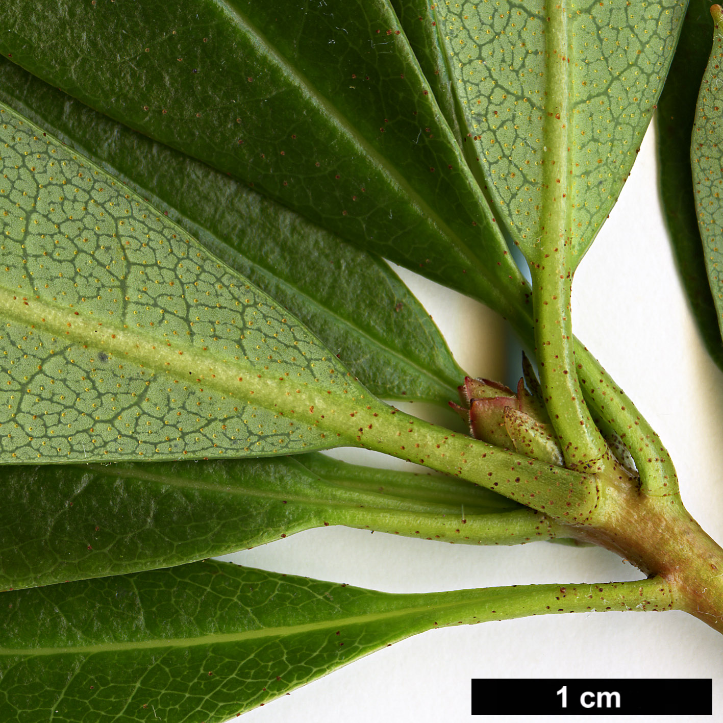High resolution image: Family: Ericaceae - Genus: Rhododendron - Taxon: formosum High resolution image: Family: Ericaceae - Genus: Rhododendron - Taxon: formosum
