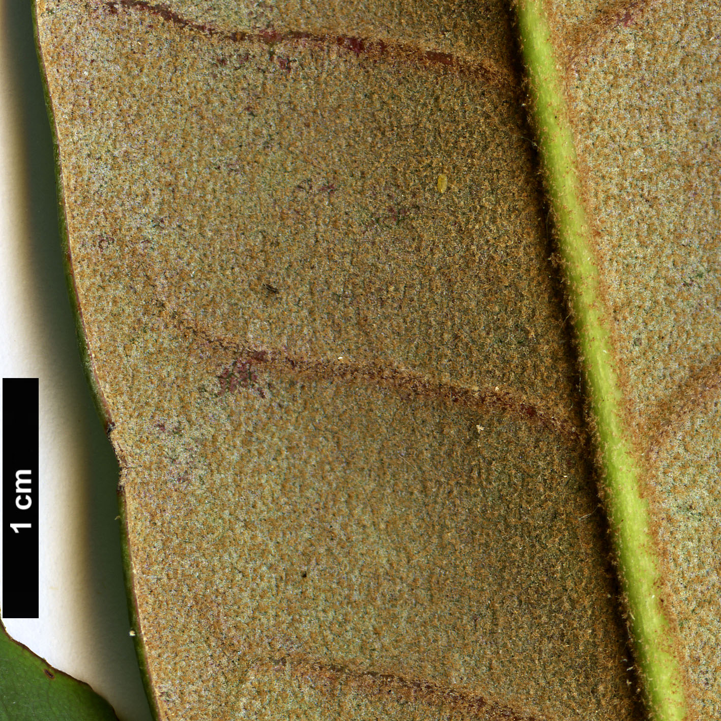 High resolution image: Family: Ericaceae - Genus: Rhododendron - Taxon: galactinum High resolution image: Family: Ericaceae - Genus: Rhododendron - Taxon: galactinum