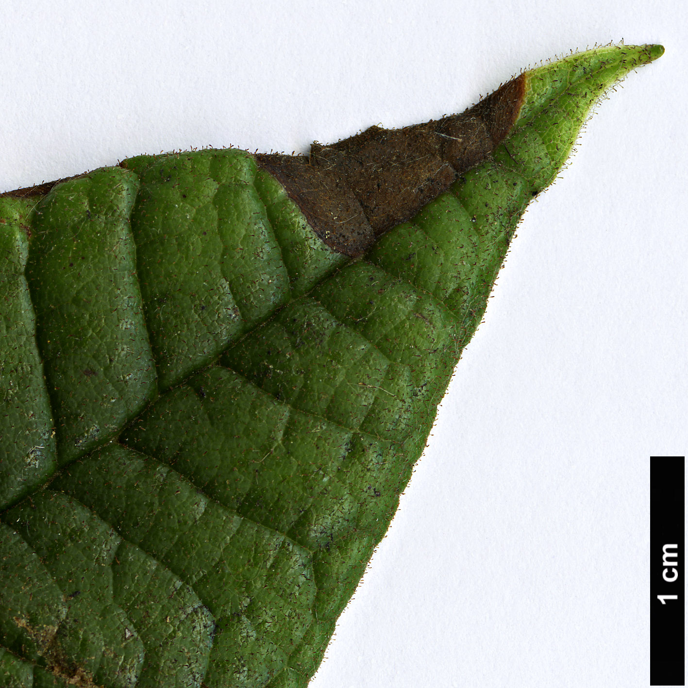 High resolution image: Family: Ericaceae - Genus: Rhododendron - Taxon: glischrum High resolution image: Family: Ericaceae - Genus: Rhododendron - Taxon: glischrum