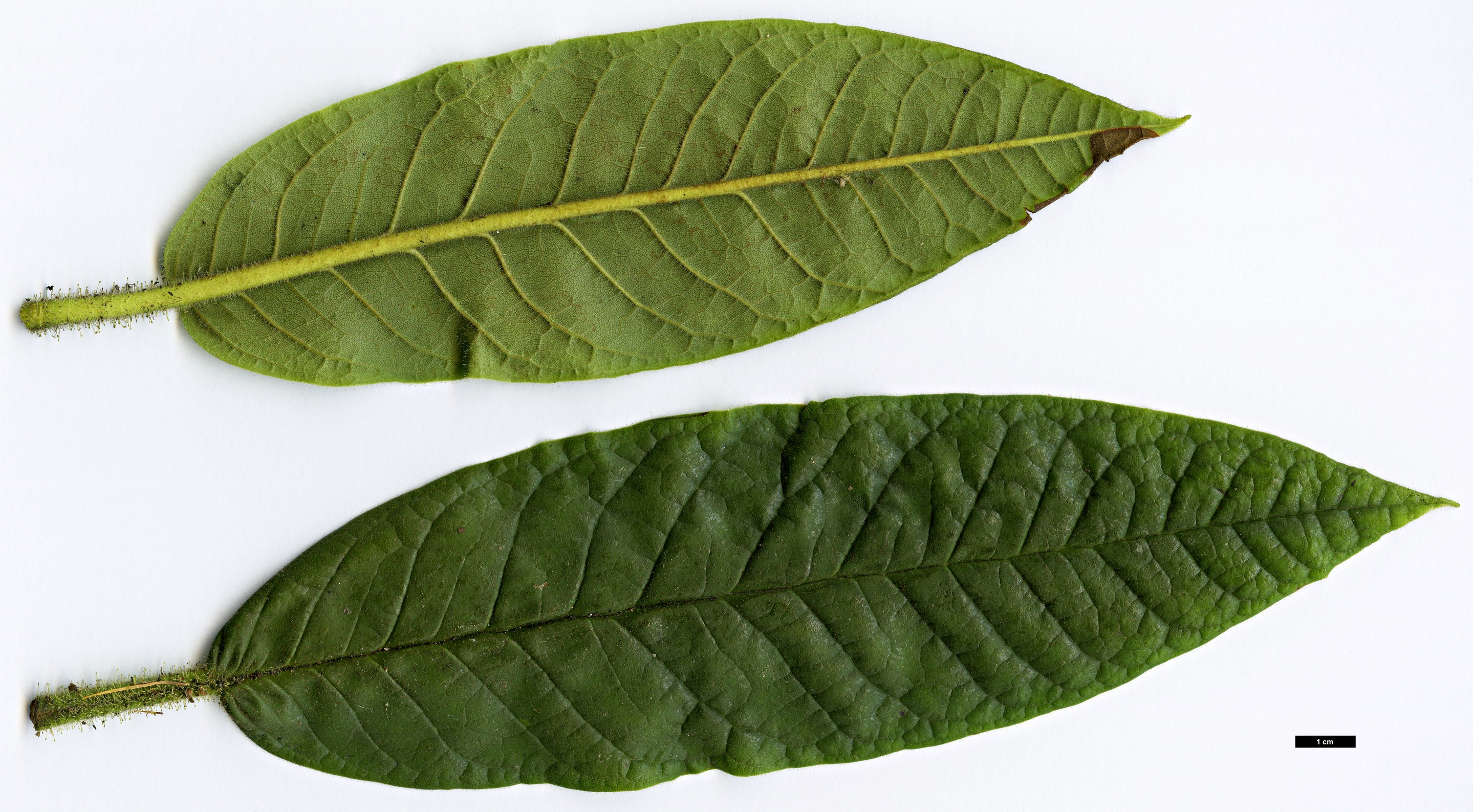High resolution image: Family: Ericaceae - Genus: Rhododendron - Taxon: glischrum High resolution image: Family: Ericaceae - Genus: Rhododendron - Taxon: glischrum