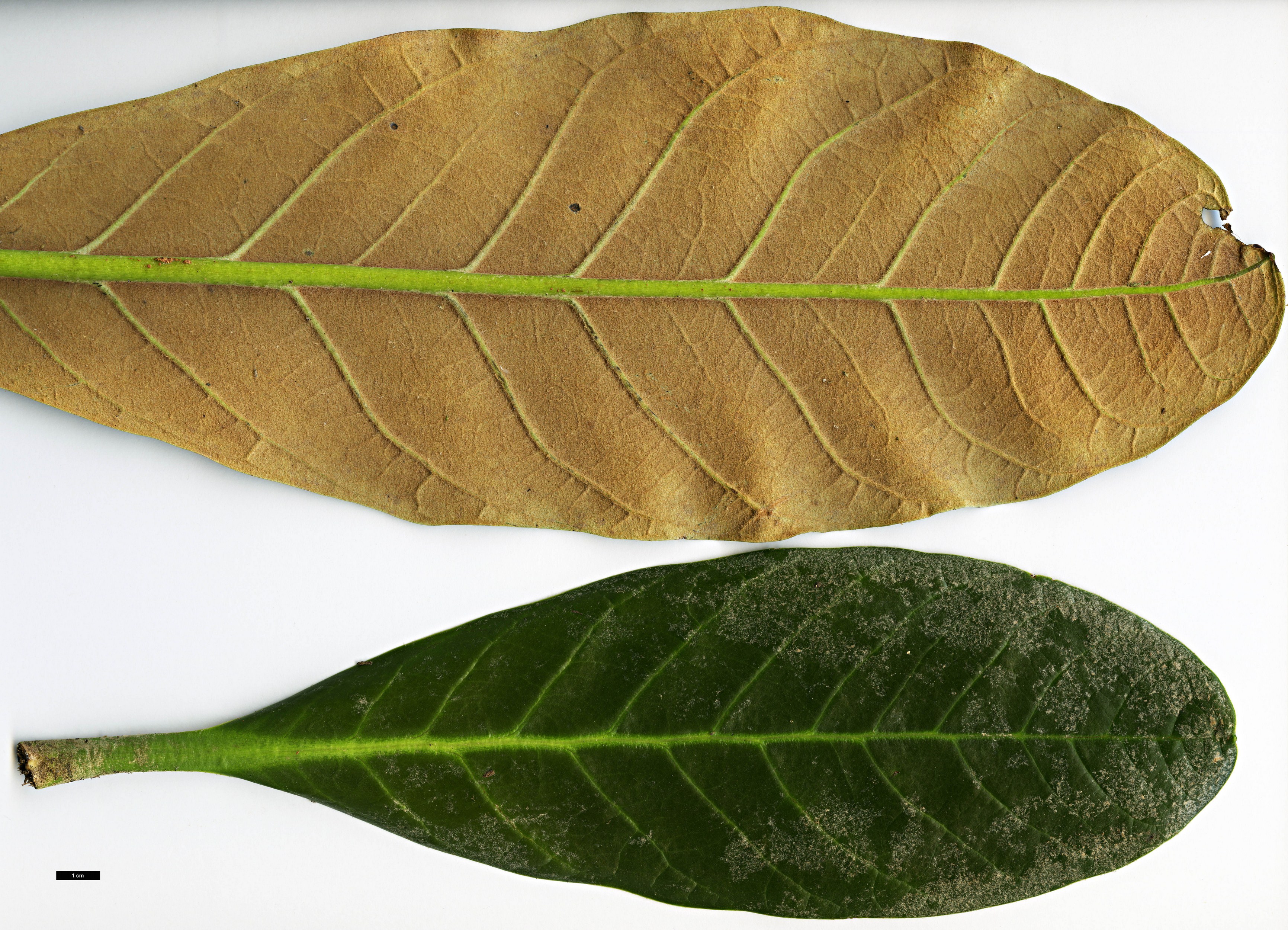 High resolution image: Family: Ericaceae - Genus: Rhododendron - Taxon: gratum