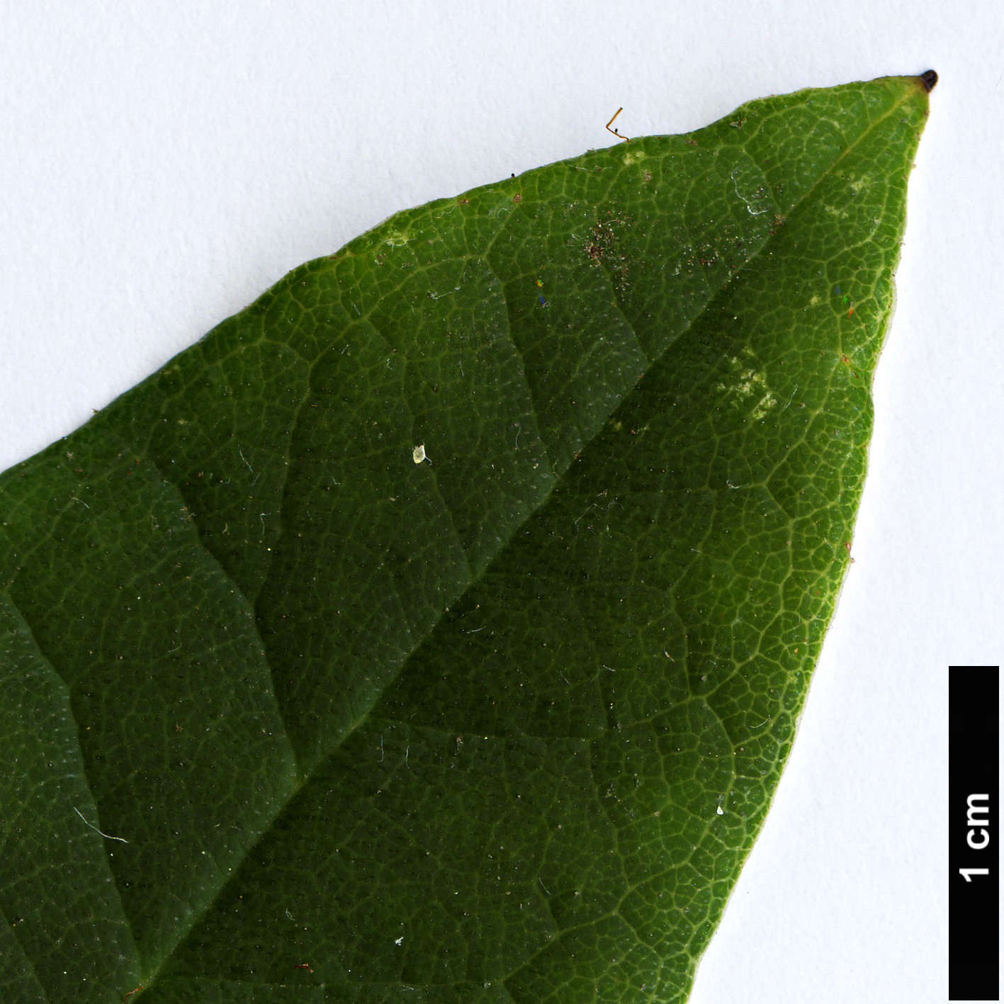 High resolution image: Family: Ericaceae - Genus: Rhododendron - Taxon: griersonianum