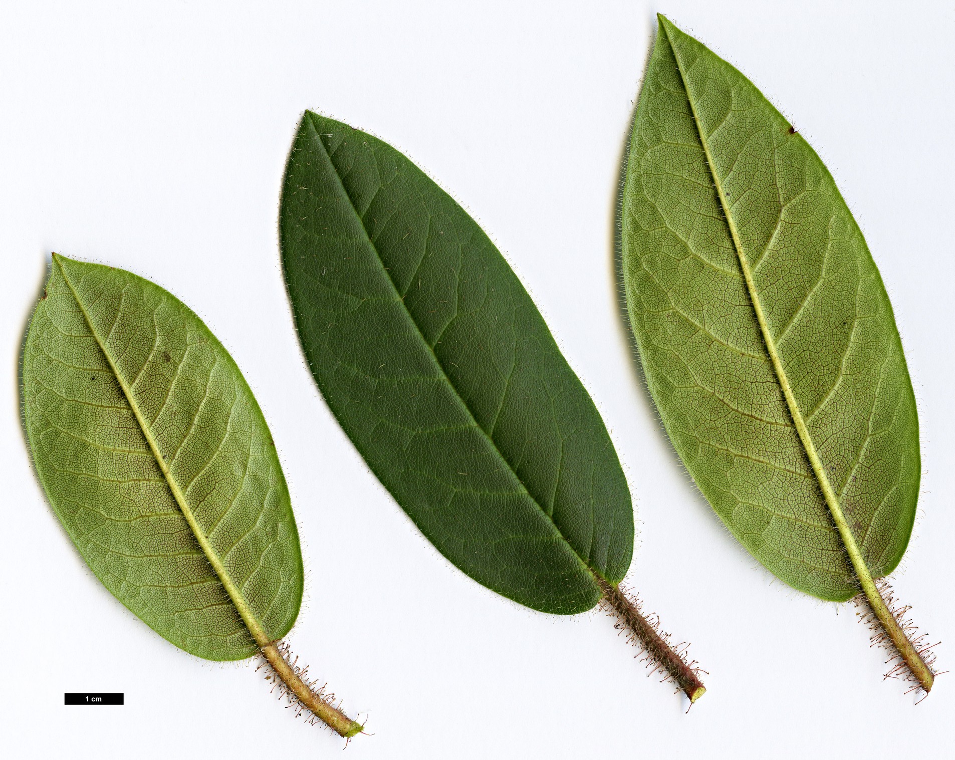 High resolution image: Family: Ericaceae - Genus: Rhododendron - Taxon: habrotrichum High resolution image: Family: Ericaceae - Genus: Rhododendron - Taxon: habrotrichum