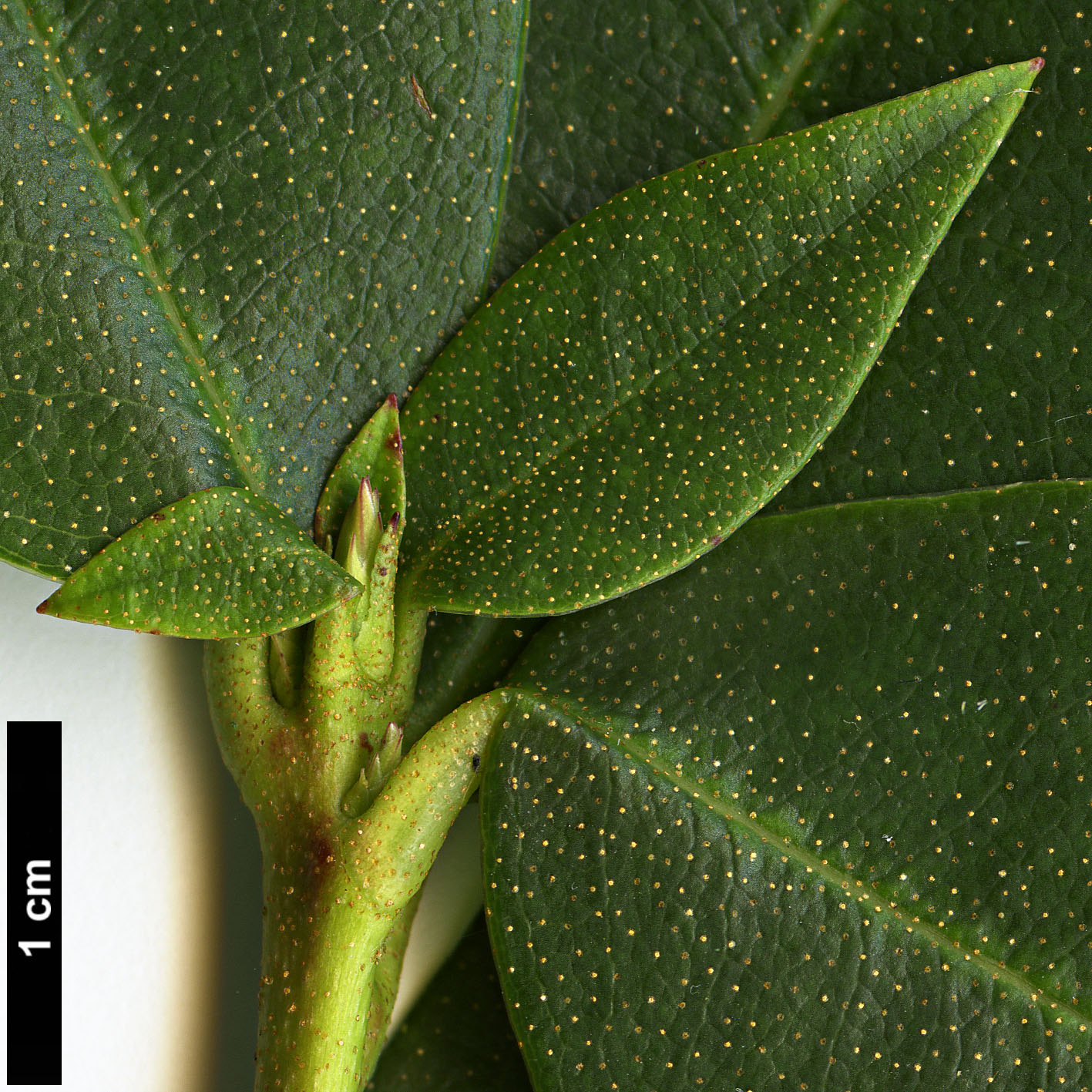 High resolution image: Family: Ericaceae - Genus: Rhododendron - Taxon: hancenanum High resolution image: Family: Ericaceae - Genus: Rhododendron - Taxon: hancenanum