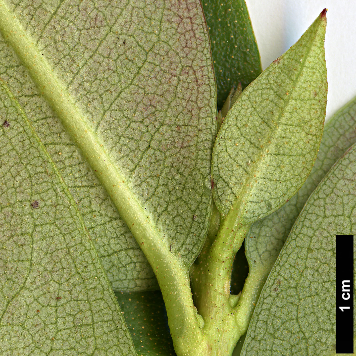 High resolution image: Family: Ericaceae - Genus: Rhododendron - Taxon: hancenanum
