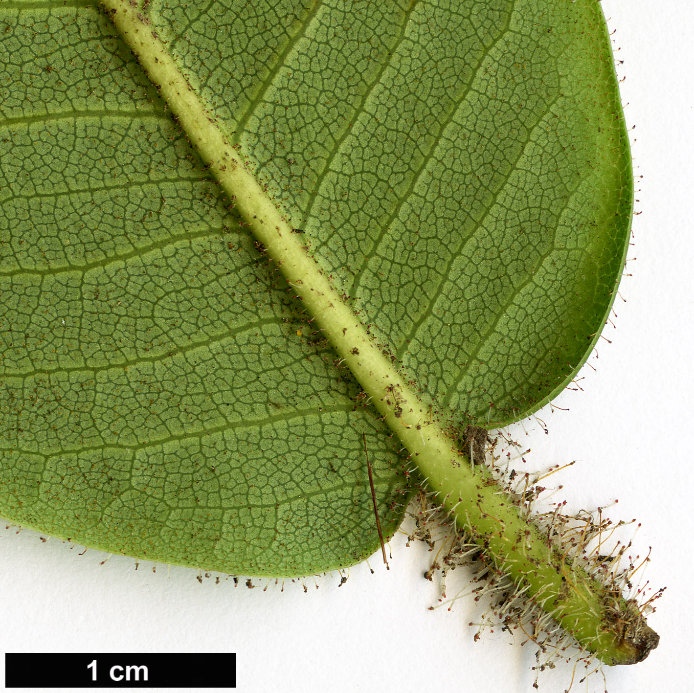 High resolution image: Family: Ericaceae - Genus: Rhododendron - Taxon: hirtipes High resolution image: Family: Ericaceae - Genus: Rhododendron - Taxon: hirtipes