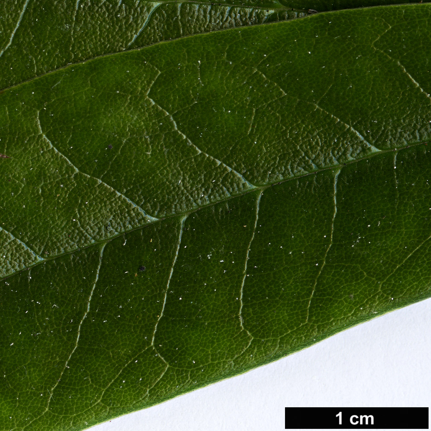 High resolution image: Family: Ericaceae - Genus: Rhododendron - Taxon: hunnewellianum