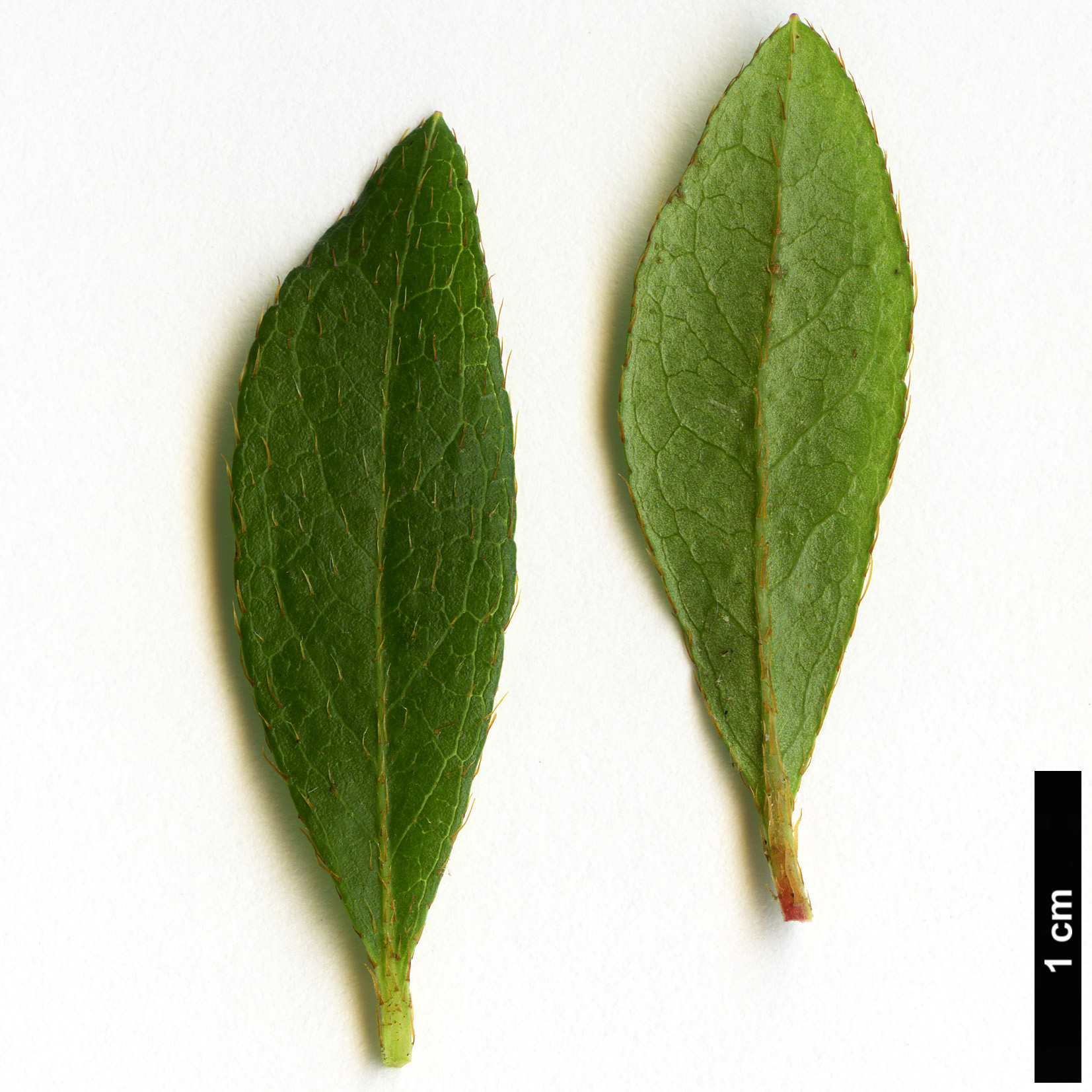 High resolution image: Family: Ericaceae - Genus: Rhododendron - Taxon: indicum High resolution image: Family: Ericaceae - Genus: Rhododendron - Taxon: indicum