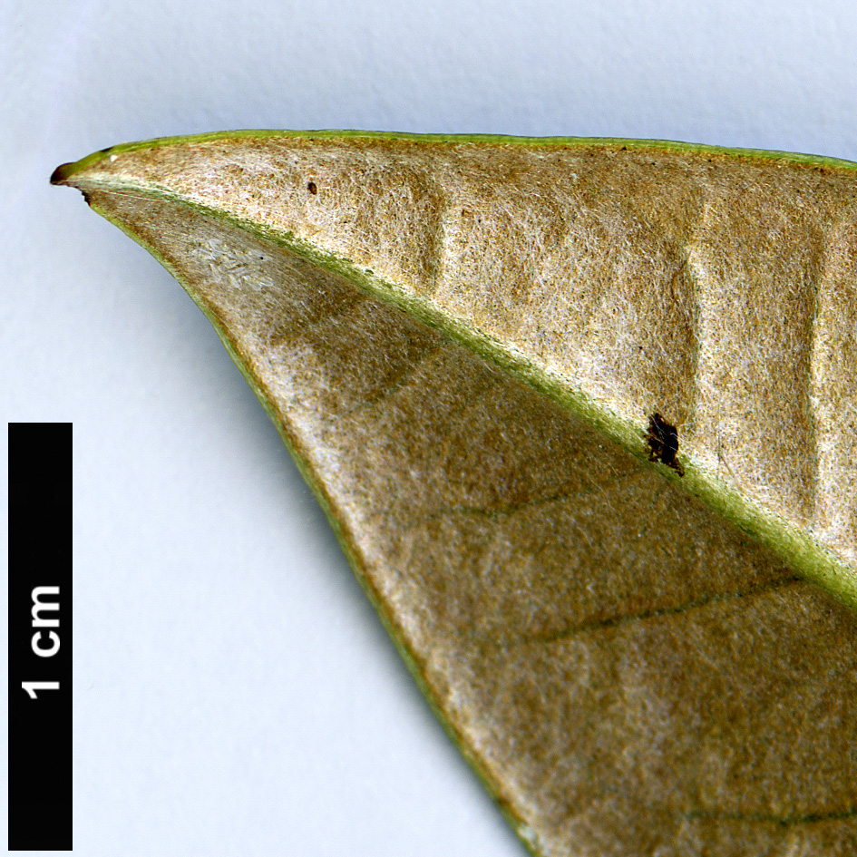 High resolution image: Family: Ericaceae - Genus: Rhododendron - Taxon: insigne High resolution image: Family: Ericaceae - Genus: Rhododendron - Taxon: insigne