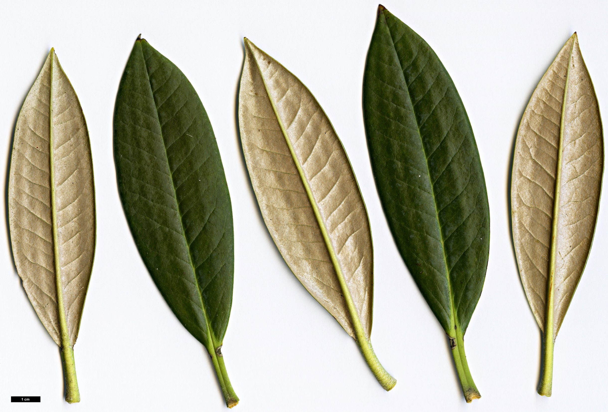 High resolution image: Family: Ericaceae - Genus: Rhododendron - Taxon: insigne High resolution image: Family: Ericaceae - Genus: Rhododendron - Taxon: insigne