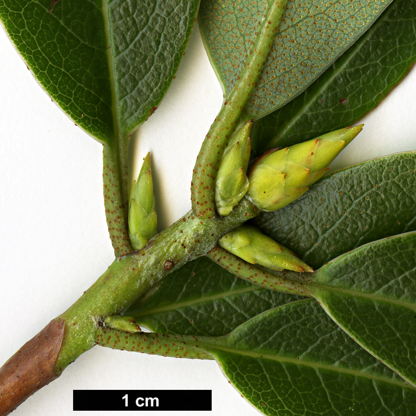 High resolution image: Family: Ericaceae - Genus: Rhododendron - Taxon: kasoense High resolution image: Family: Ericaceae - Genus: Rhododendron - Taxon: kasoense