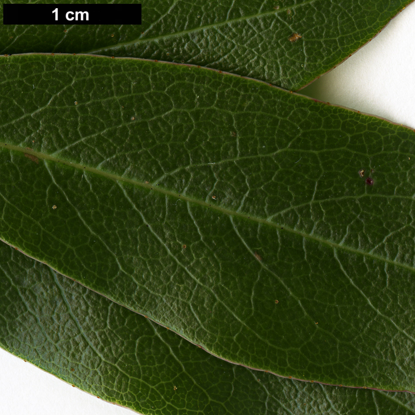 High resolution image: Family: Ericaceae - Genus: Rhododendron - Taxon: kasoense High resolution image: Family: Ericaceae - Genus: Rhododendron - Taxon: kasoense