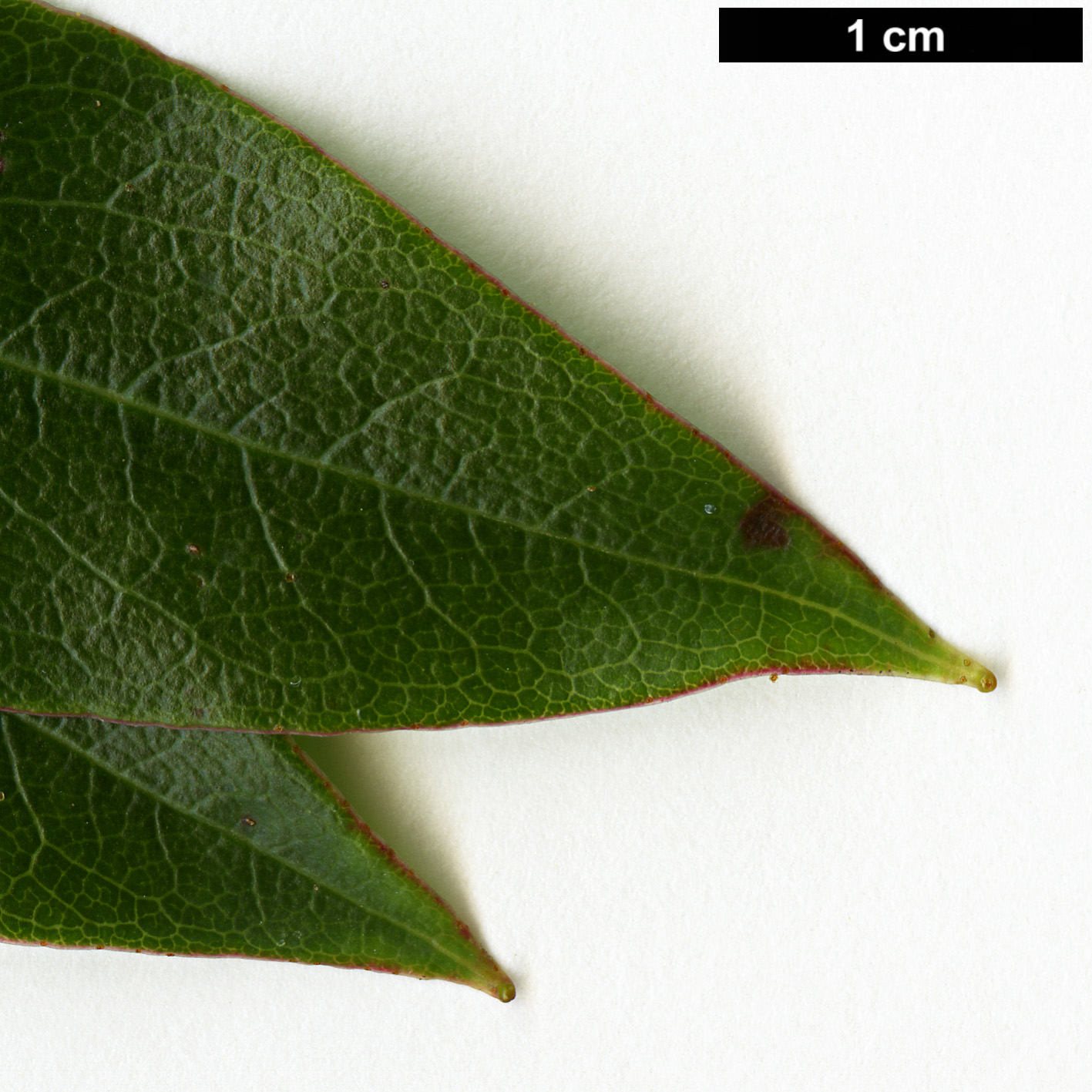 High resolution image: Family: Ericaceae - Genus: Rhododendron - Taxon: kasoense High resolution image: Family: Ericaceae - Genus: Rhododendron - Taxon: kasoense