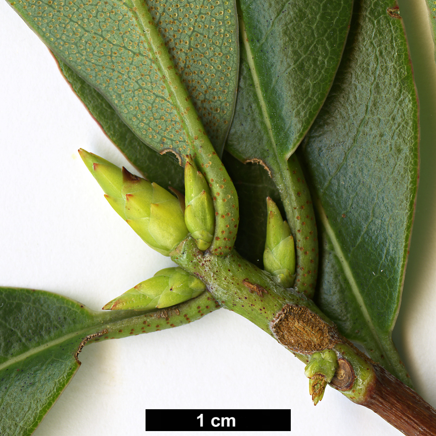 High resolution image: Family: Ericaceae - Genus: Rhododendron - Taxon: kasoense High resolution image: Family: Ericaceae - Genus: Rhododendron - Taxon: kasoense