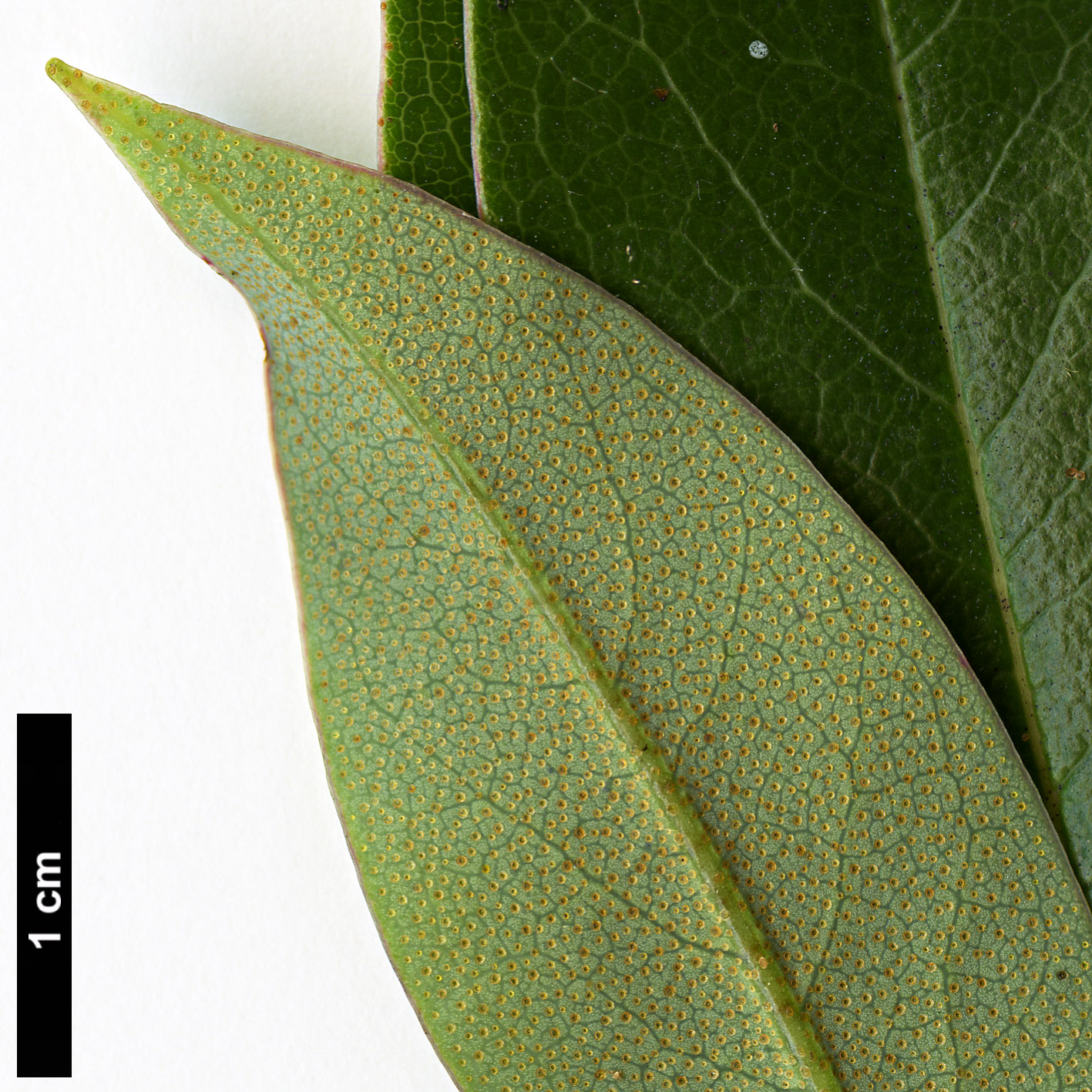 High resolution image: Family: Ericaceae - Genus: Rhododendron - Taxon: kasoense High resolution image: Family: Ericaceae - Genus: Rhododendron - Taxon: kasoense