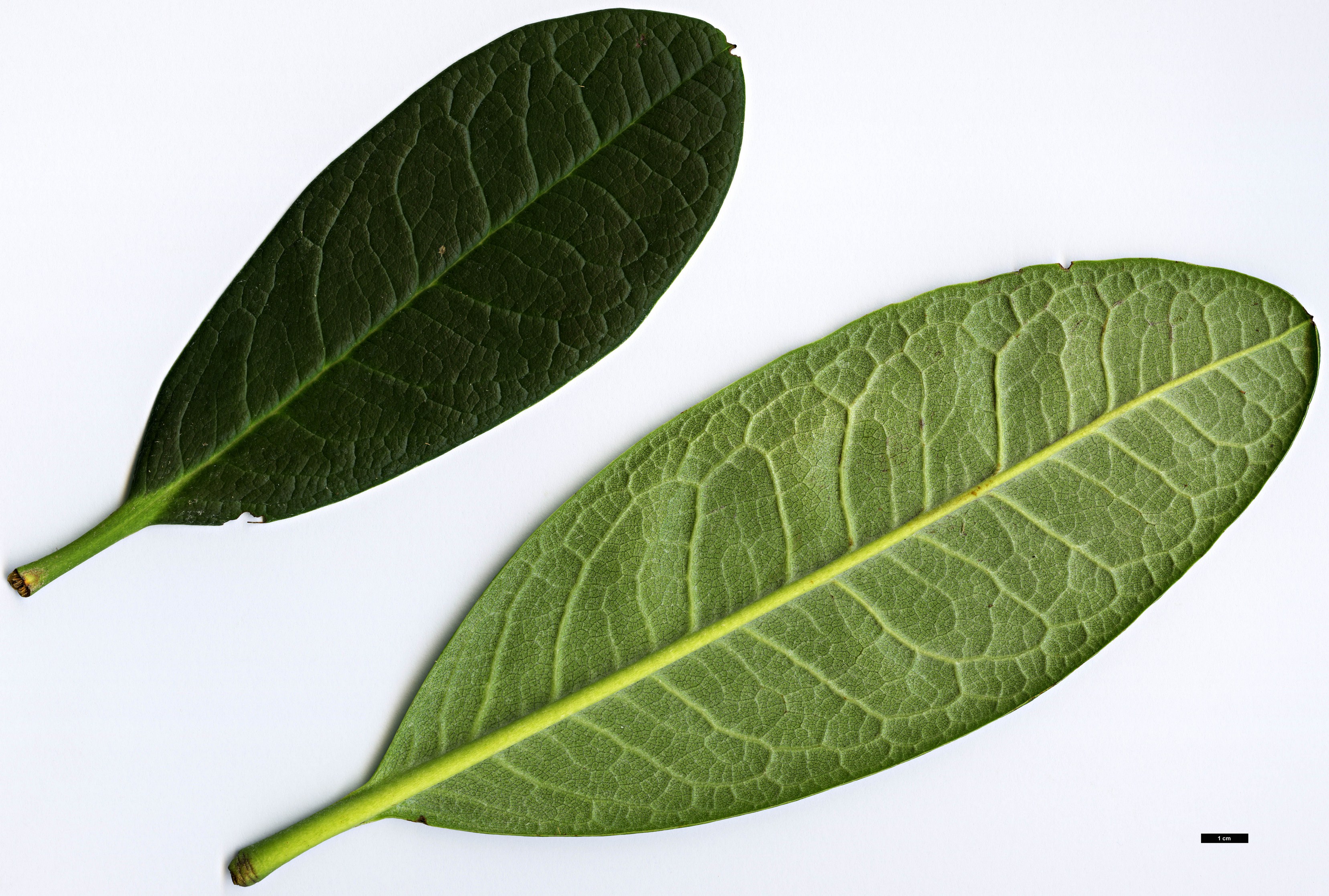 High resolution image: Family: Ericaceae - Genus: Rhododendron - Taxon: kesangiae
