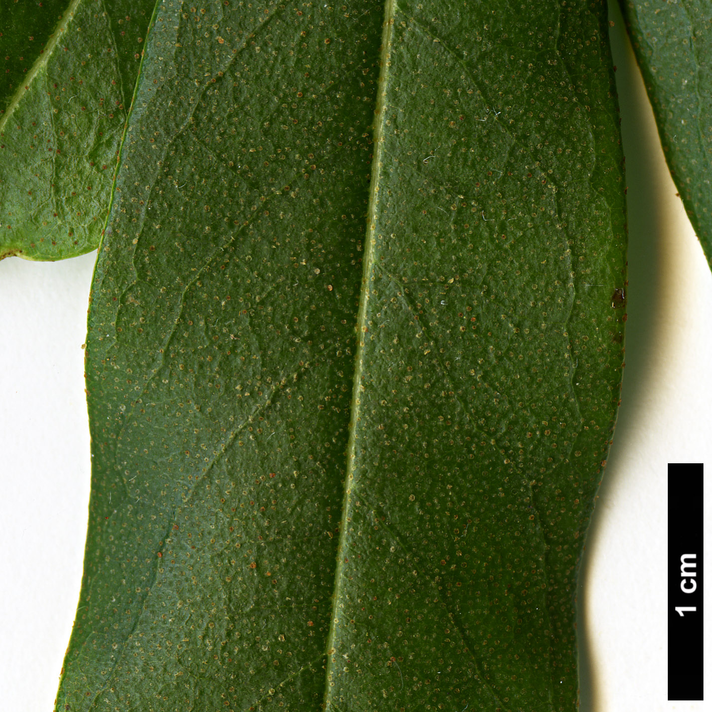 High resolution image: Family: Ericaceae - Genus: Rhododendron - Taxon: keysii