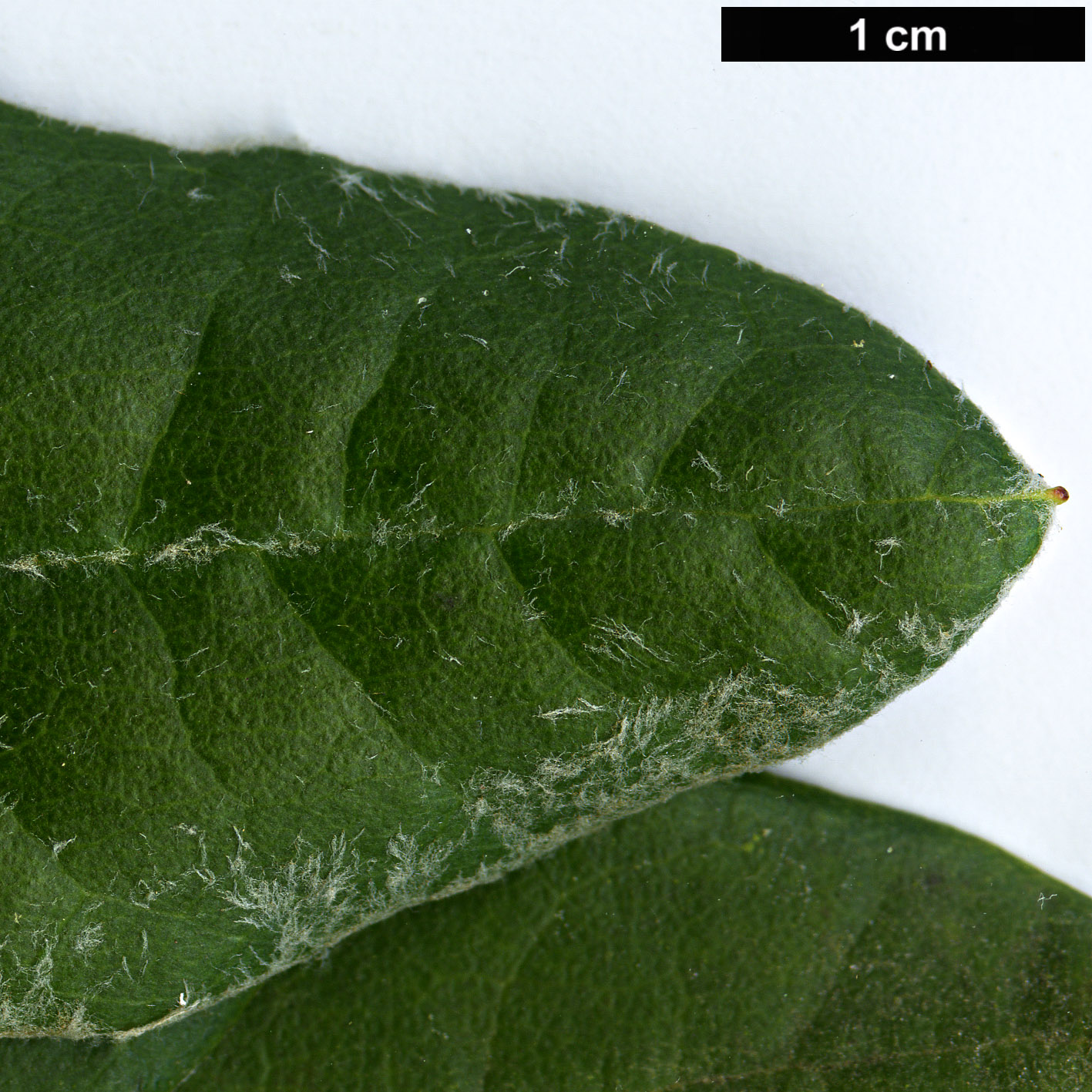High resolution image: Family: Ericaceae - Genus: Rhododendron - Taxon: lanatum