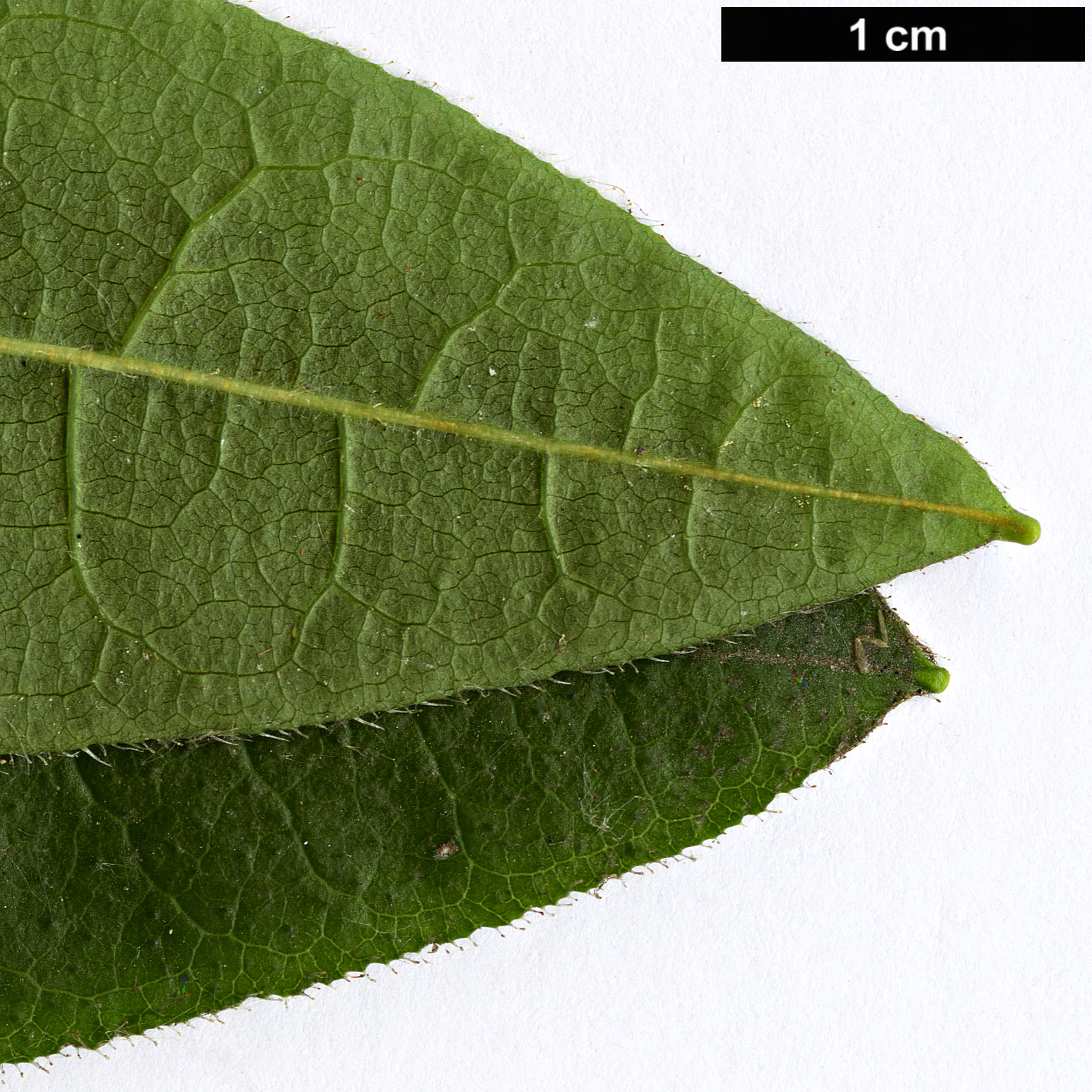 High resolution image: Family: Ericaceae - Genus: Rhododendron - Taxon: luteum High resolution image: Family: Ericaceae - Genus: Rhododendron - Taxon: luteum