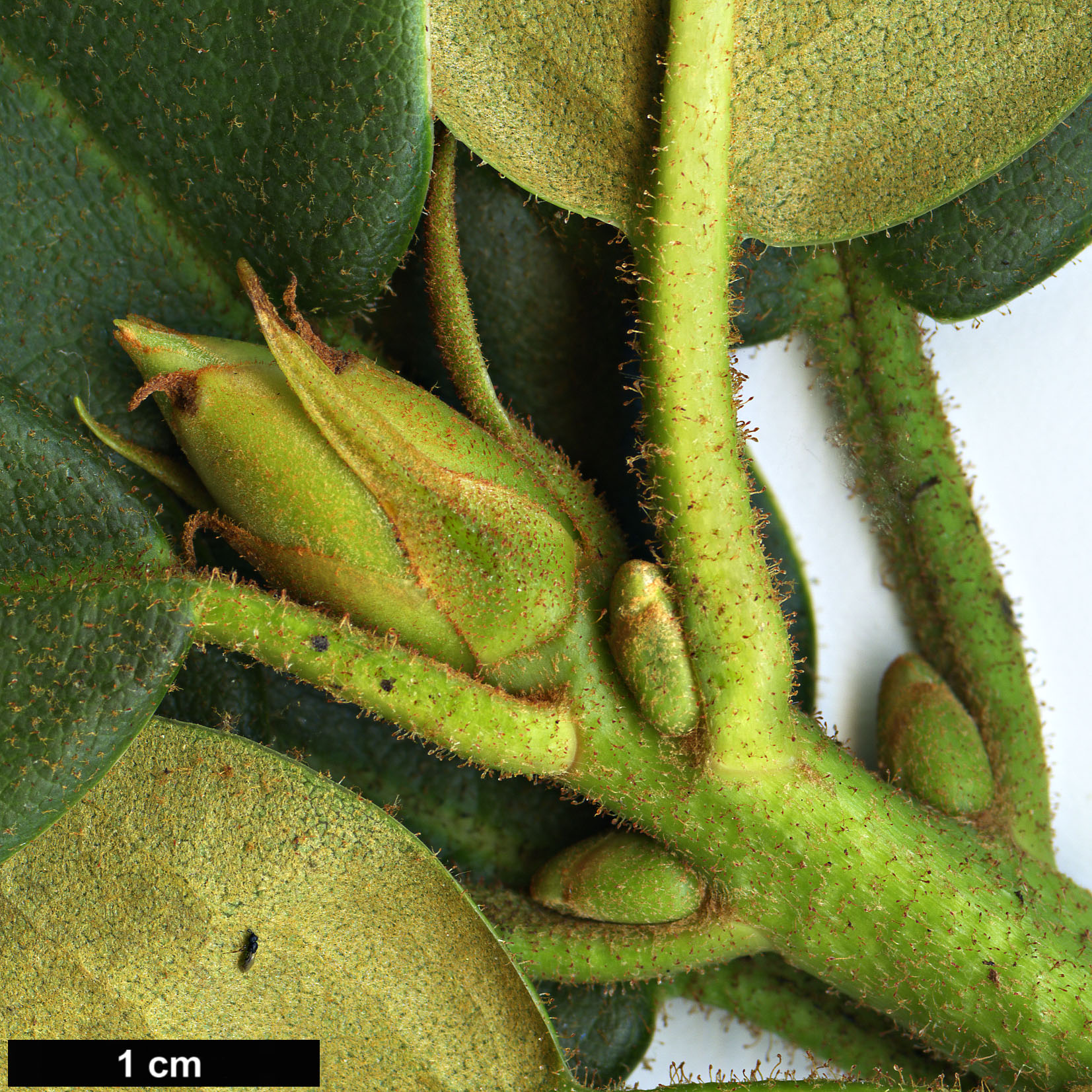 High resolution image: Family: Ericaceae - Genus: Rhododendron - Taxon: mimetes