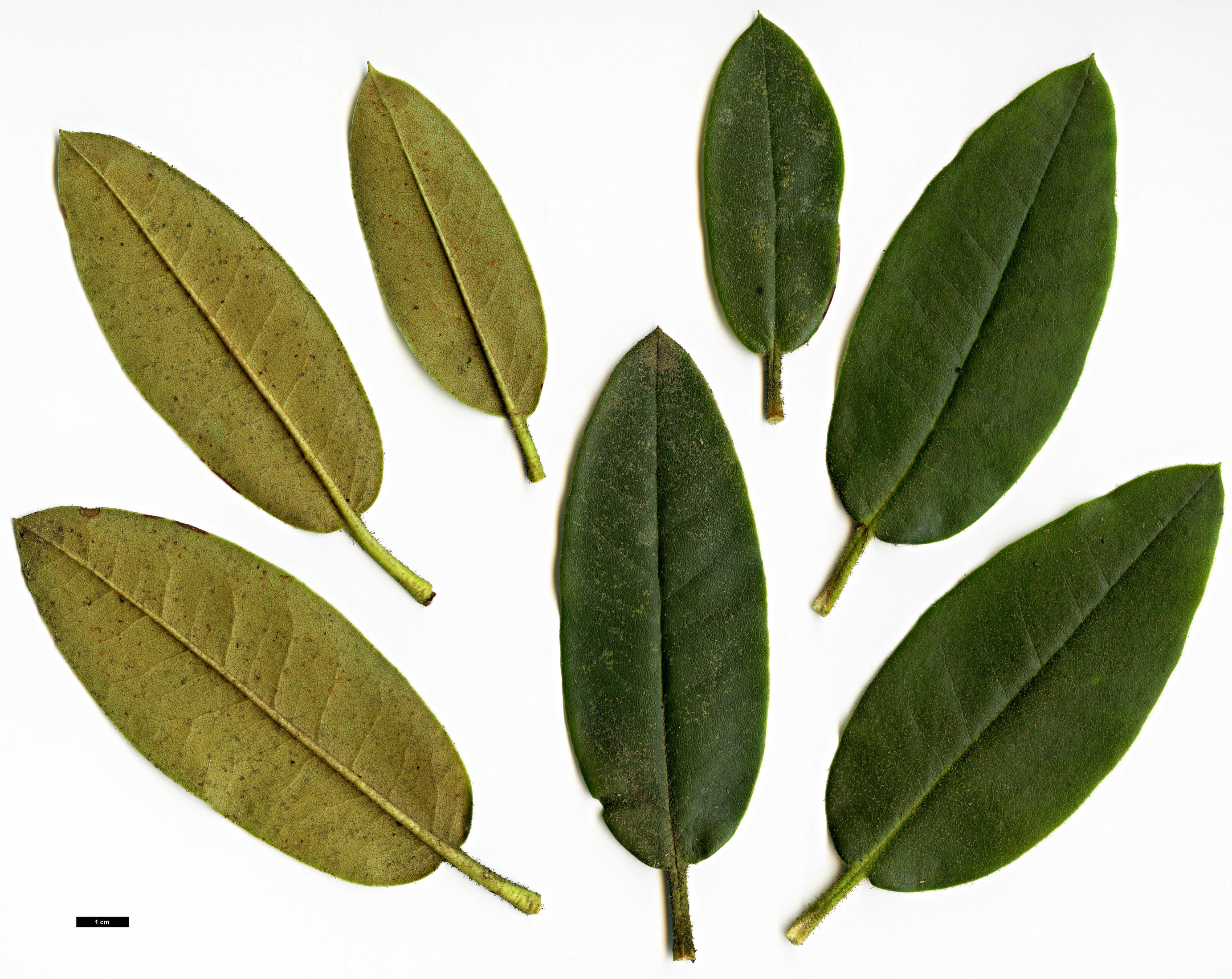 High resolution image: Family: Ericaceae - Genus: Rhododendron - Taxon: mimetes High resolution image: Family: Ericaceae - Genus: Rhododendron - Taxon: mimetes