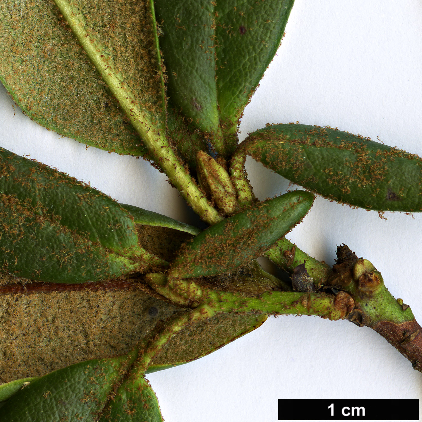 High resolution image: Family: Ericaceae - Genus: Rhododendron - Taxon: miniatum High resolution image: Family: Ericaceae - Genus: Rhododendron - Taxon: miniatum