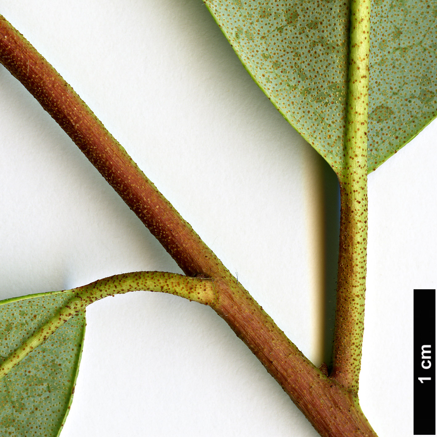 High resolution image: Family: Ericaceae - Genus: Rhododendron - Taxon: minus High resolution image: Family: Ericaceae - Genus: Rhododendron - Taxon: minus