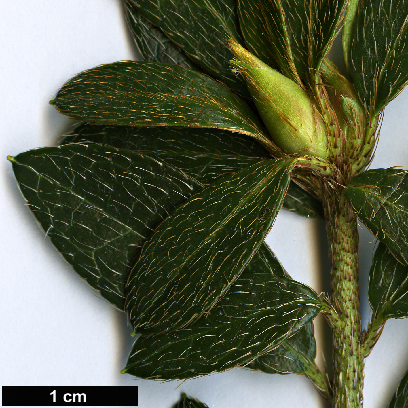 High resolution image: Family: Ericaceae - Genus: Rhododendron - Taxon: nakaharae