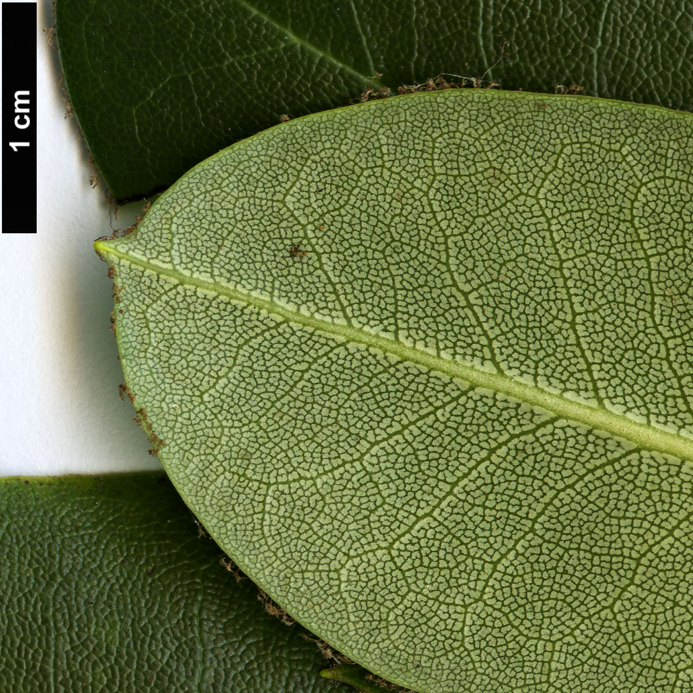 High resolution image: Family: Ericaceae - Genus: Rhododendron - Taxon: oligocarpum High resolution image: Family: Ericaceae - Genus: Rhododendron - Taxon: oligocarpum