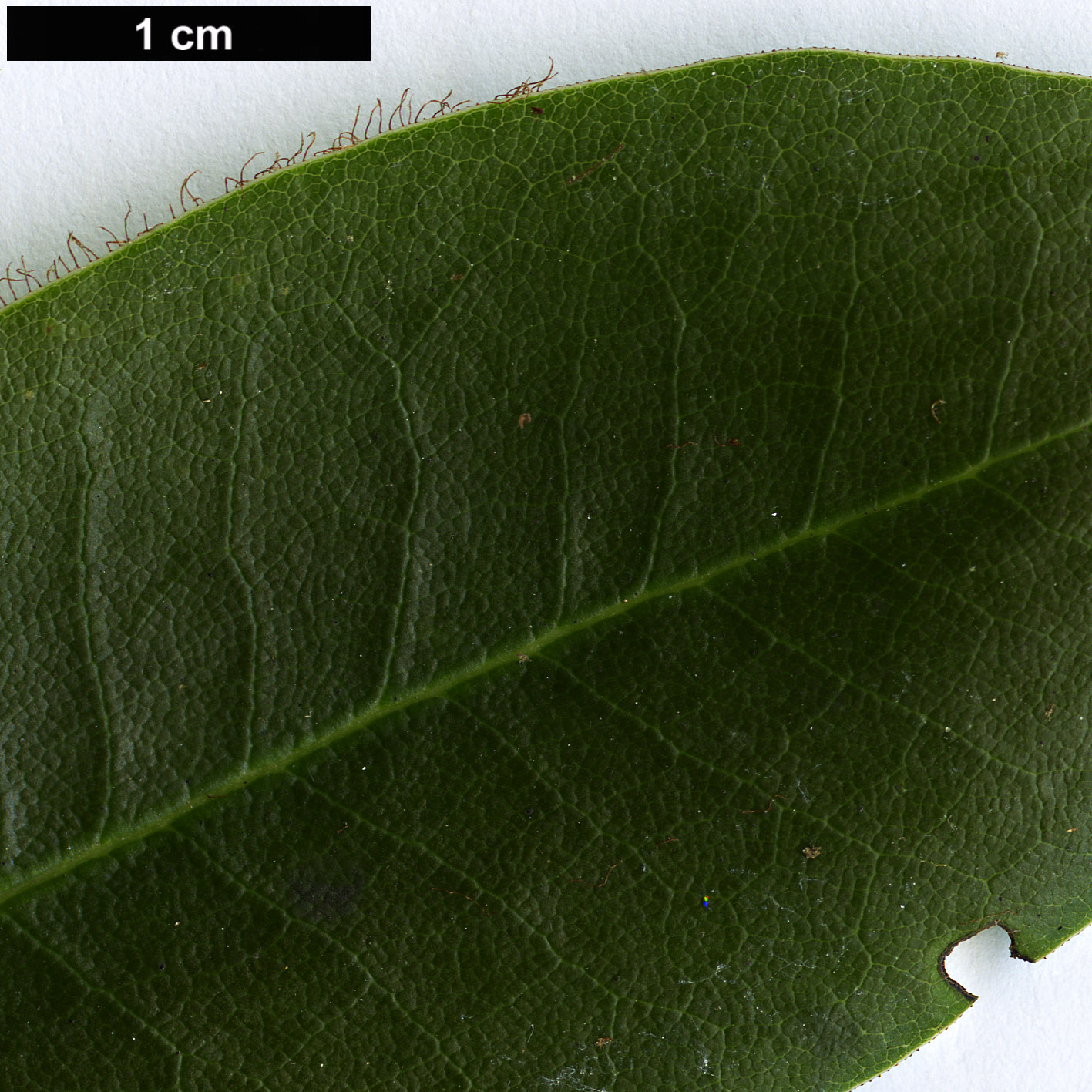 High resolution image: Family: Ericaceae - Genus: Rhododendron - Taxon: oligocarpum High resolution image: Family: Ericaceae - Genus: Rhododendron - Taxon: oligocarpum