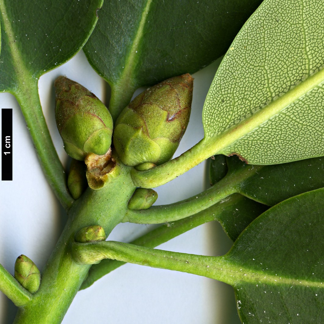 High resolution image: Family: Ericaceae - Genus: Rhododendron - Taxon: oreodoxa High resolution image: Family: Ericaceae - Genus: Rhododendron - Taxon: oreodoxa